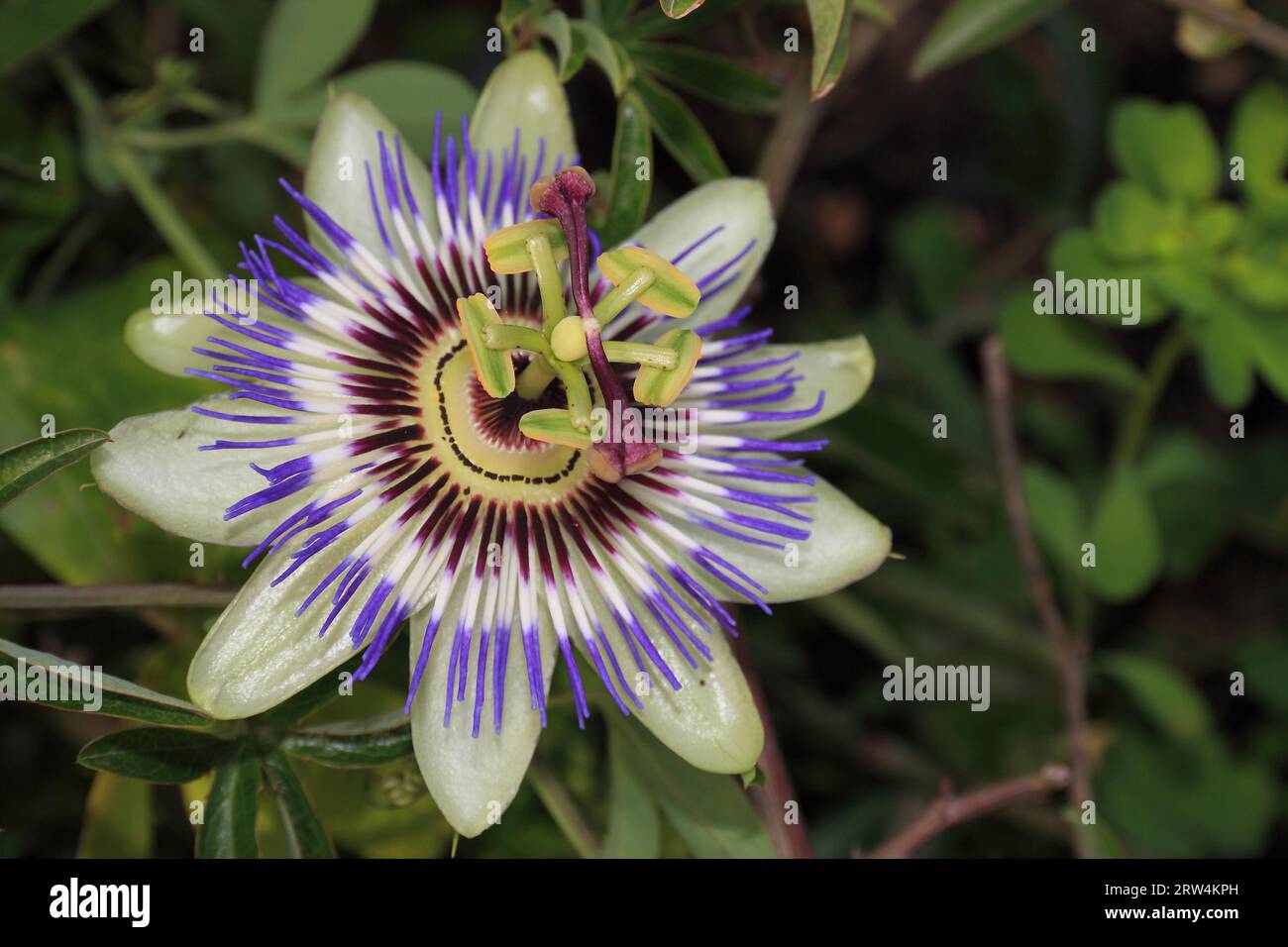 Passionsblume in Blüte, Hintergrund Garten, mit Tiefe des Feldes genommen Stockfoto