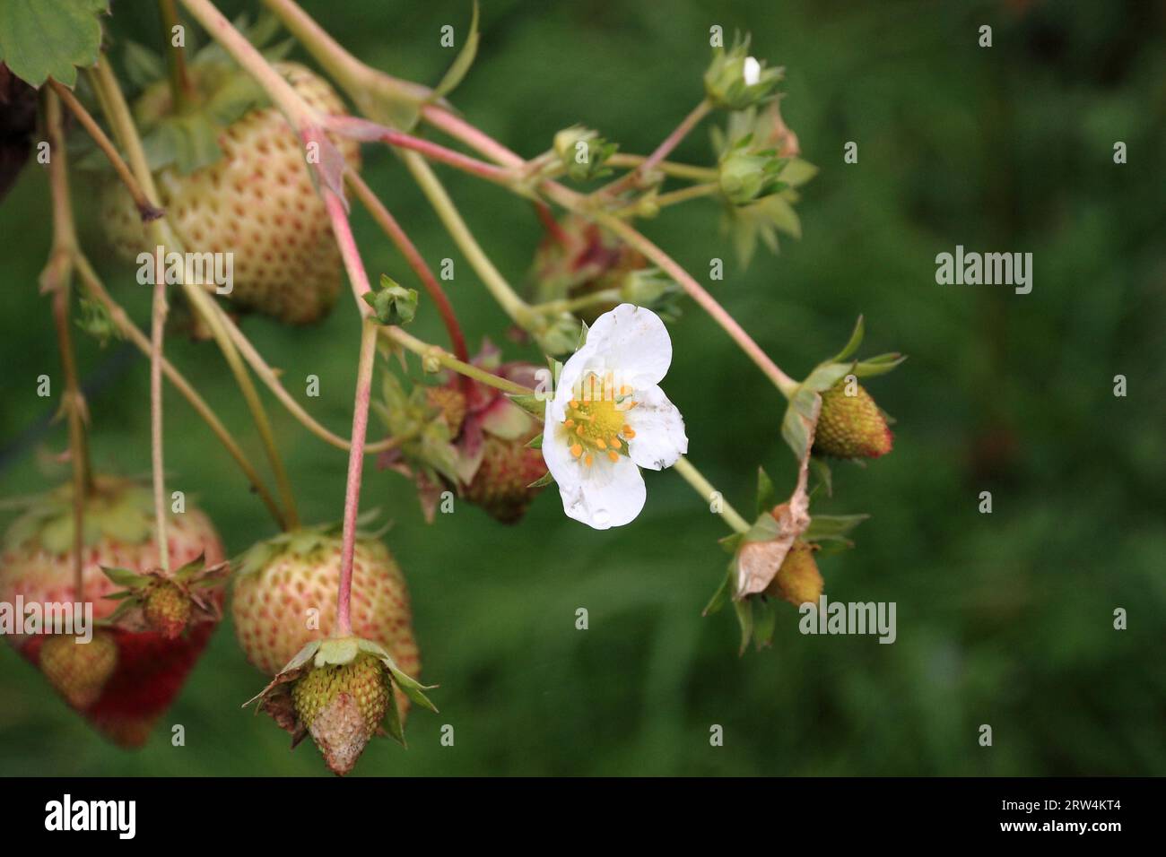 Erdbeerpflanze mit Blüten und mehreren Früchten, Hintergrund Natur, mit Tiefe des Feldes genommen Stockfoto