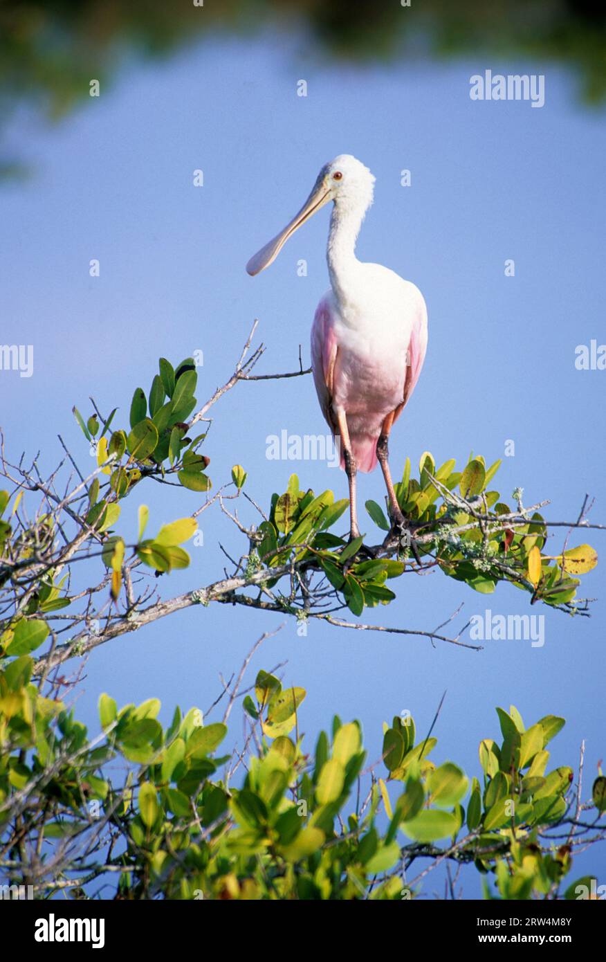 Roseate Löffler, Merritt Island National Wildlife Refuge, Florida Stockfoto