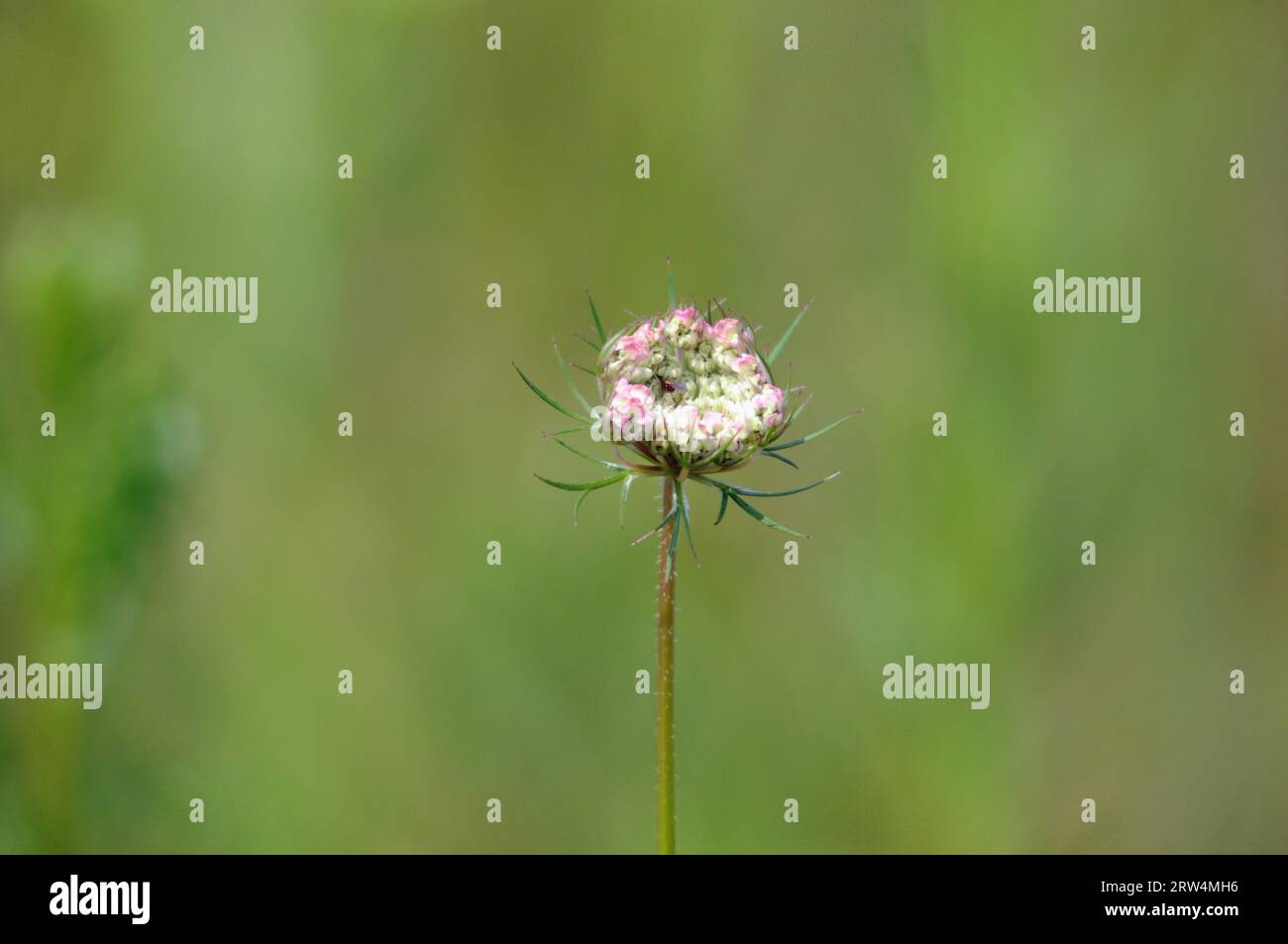 (Compositae) in der Wahner Heide Stockfoto