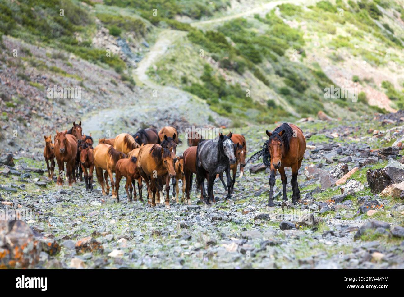 Herde der schönen Pferde hinauf in die Berge Stockfoto