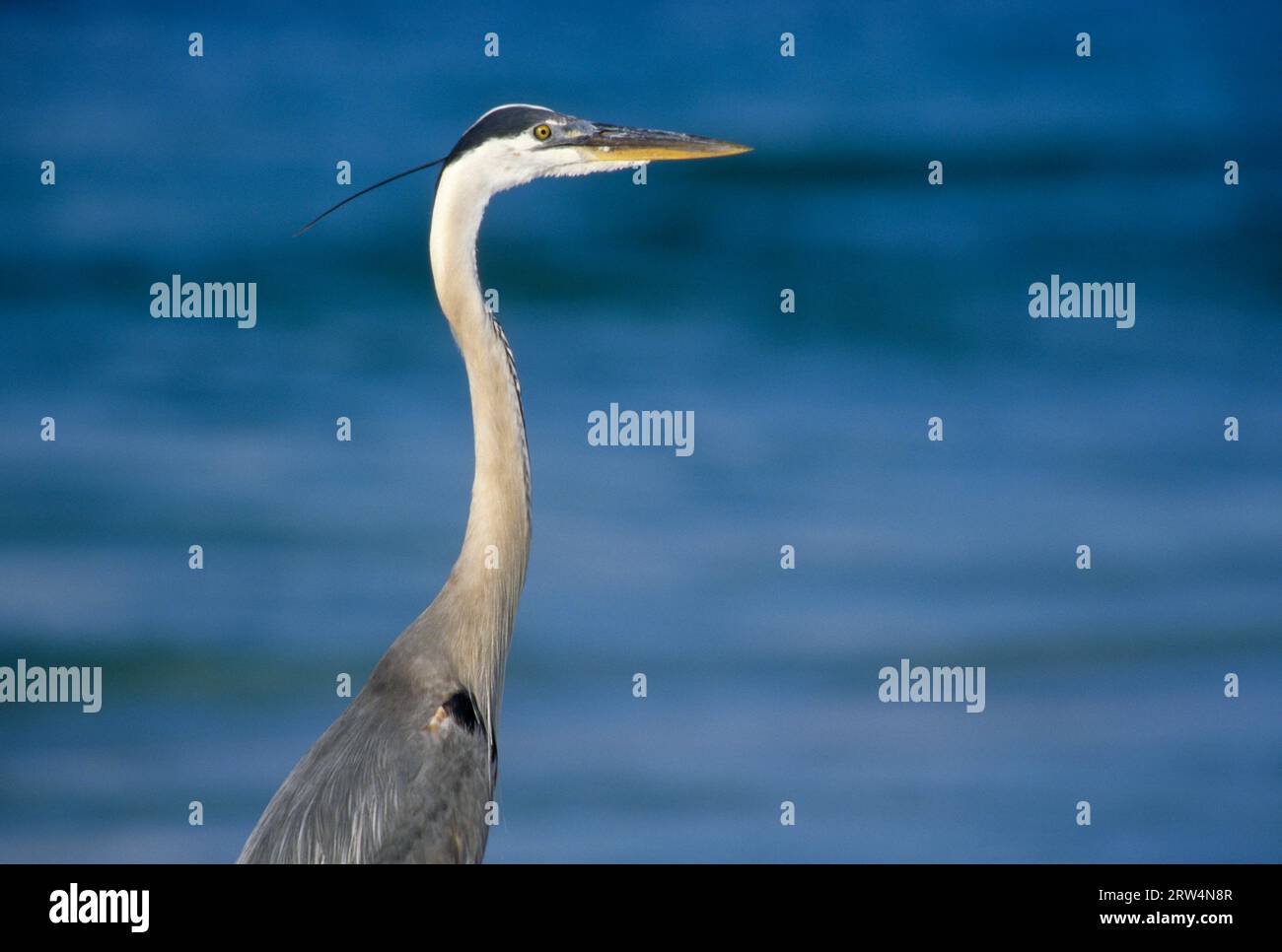Great Blue Heron, Gulf Islands National Seashore, Florida Stockfoto