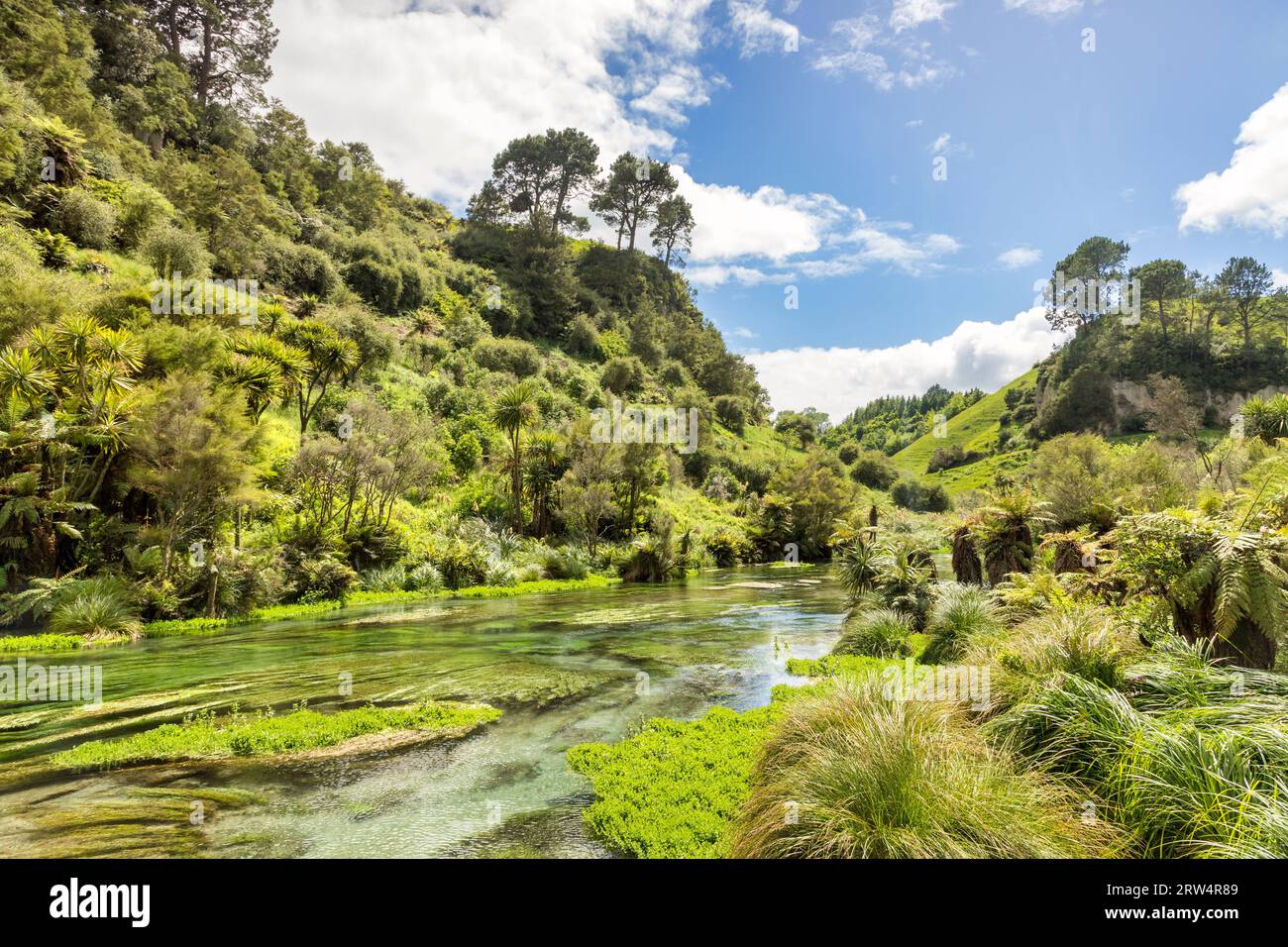 Die Blaue Quelle in der Region Waikato der Nordinsel Neuseelands Stockfoto