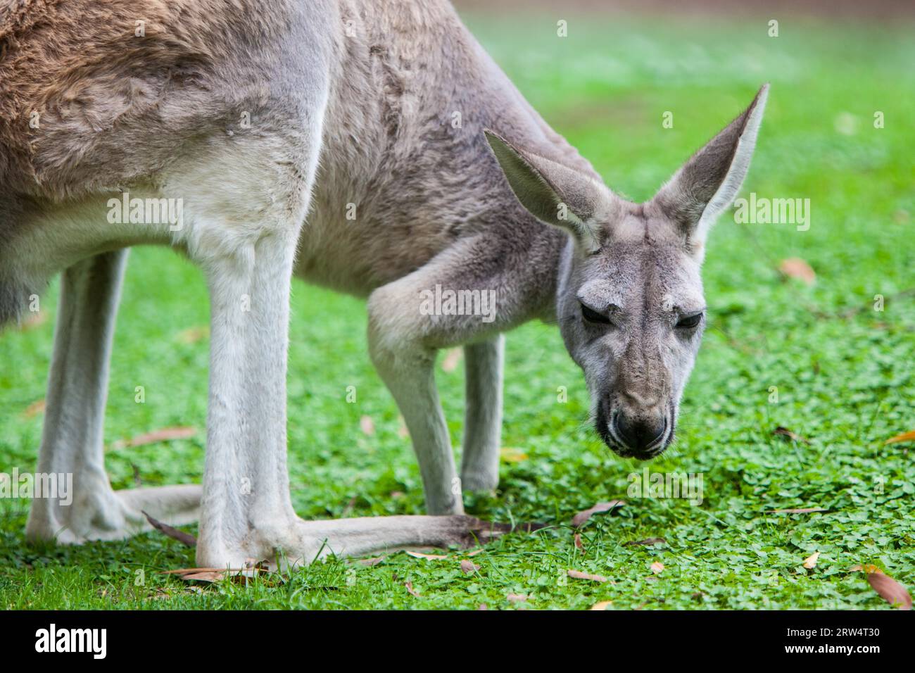 Streift ein Känguru in freier Wildbahn in Victoria, Australien Stockfoto