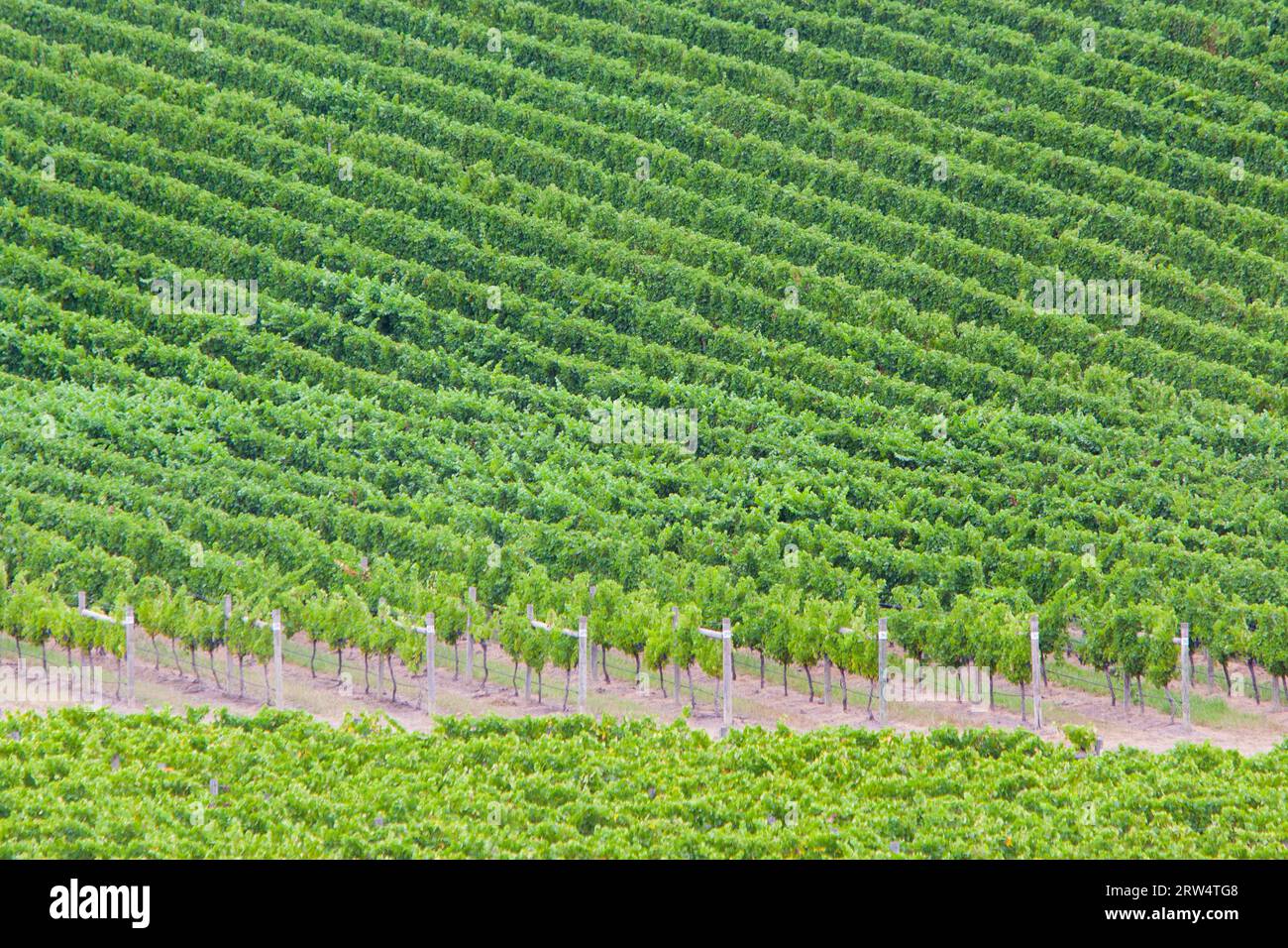 Reben in Spätlese in einem Weingut im Yarra Valley, Australien Stockfoto