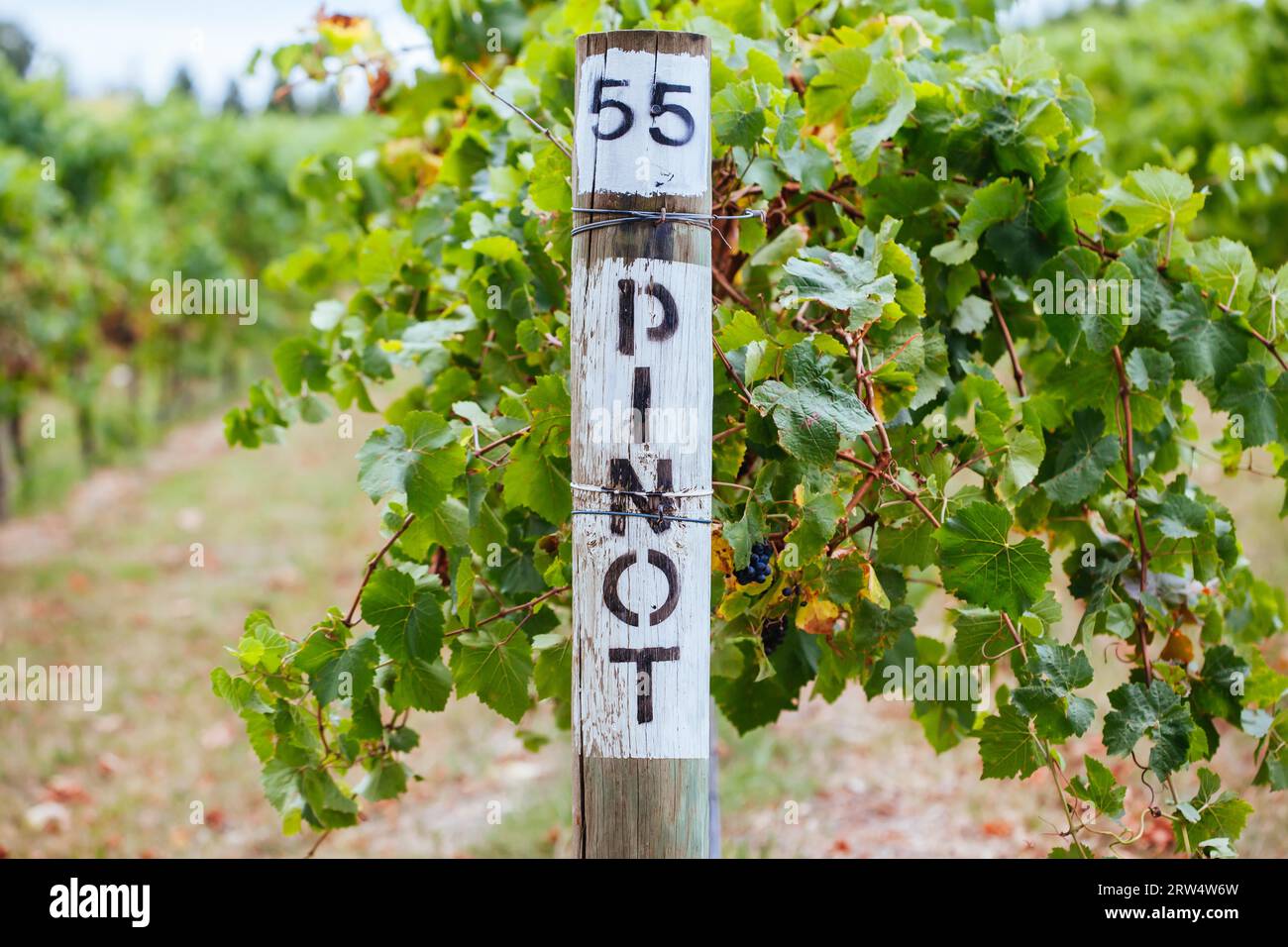 Schilder für Pinot Noir-Trauben in einem Weinberg bei späterer Ernte im Yarra Valley, Australien Stockfoto