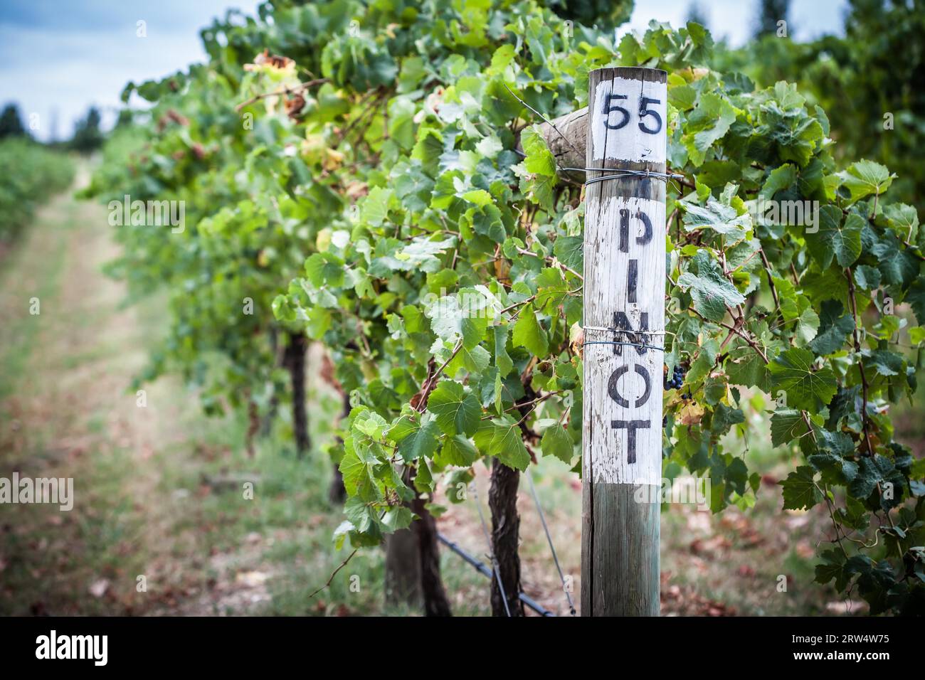 Schilder für Pinot Noir-Trauben in einem Weinberg bei späterer Ernte im Yarra Valley, Australien Stockfoto