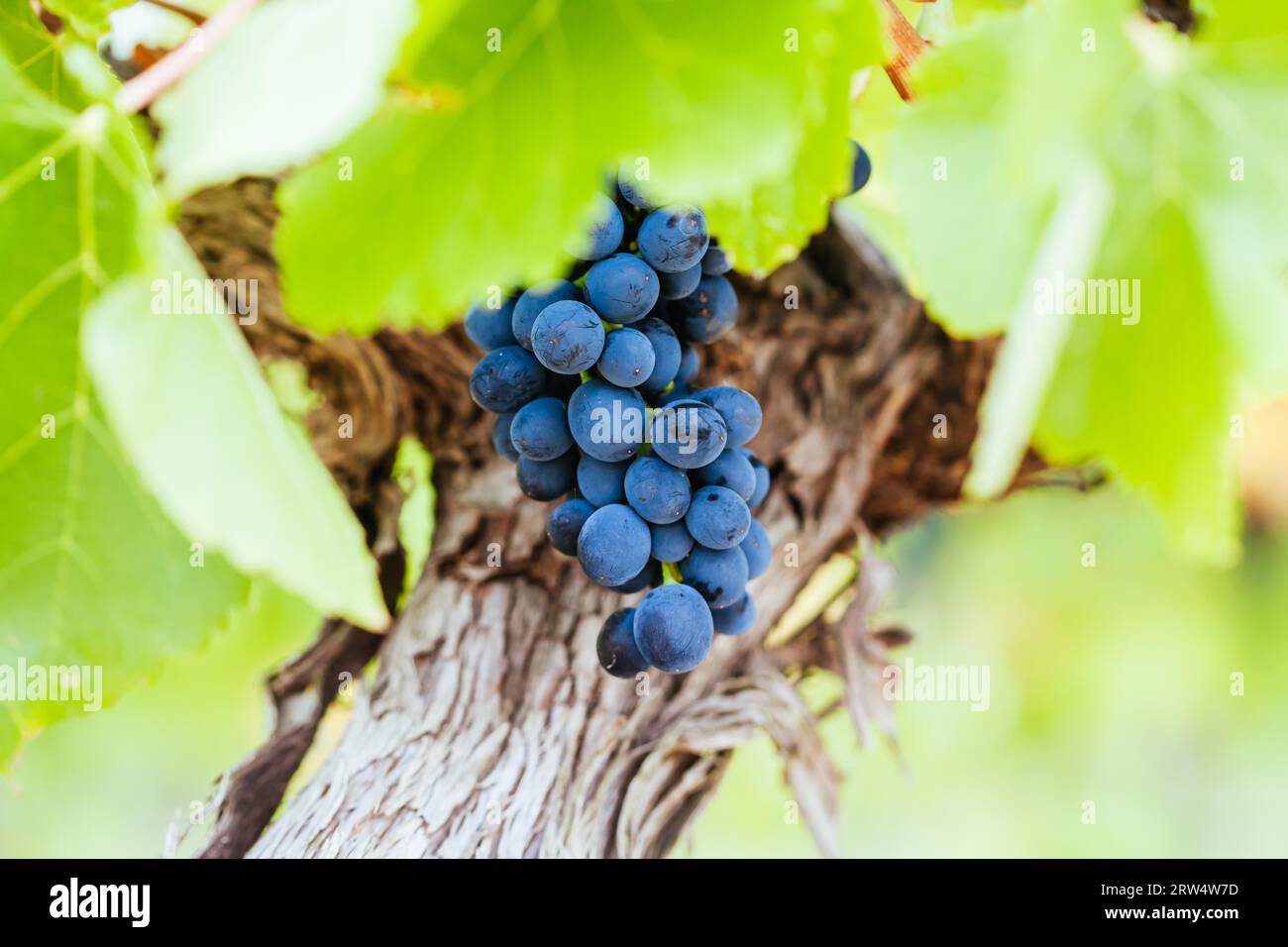 Reife Pinot Noir-Trauben in der Spätlese auf einem Weingut in Yarra Valley, Victoria, Australien, Ozeanien Stockfoto