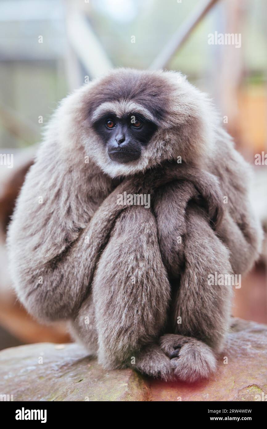 Ein silbriger Gibbon starrt in die Ferne, hoch in einem Baum Stockfoto