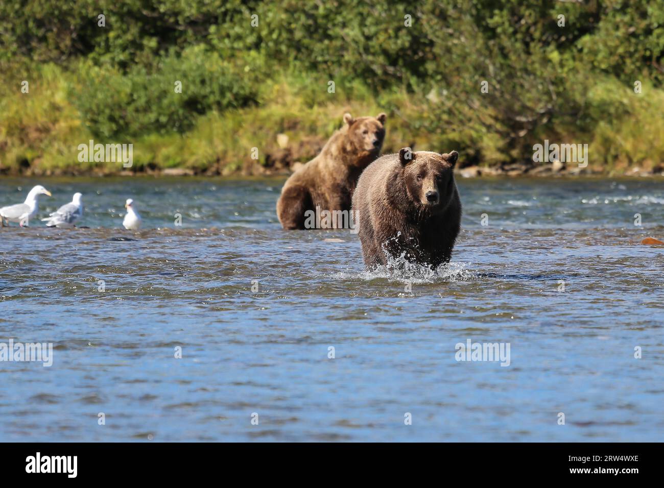 Zwei alaskische Braunbären (Grizzlybären) zu Fuß und im Sitzen, Moraine Creek, Katmai National Park, Ala Stockfoto