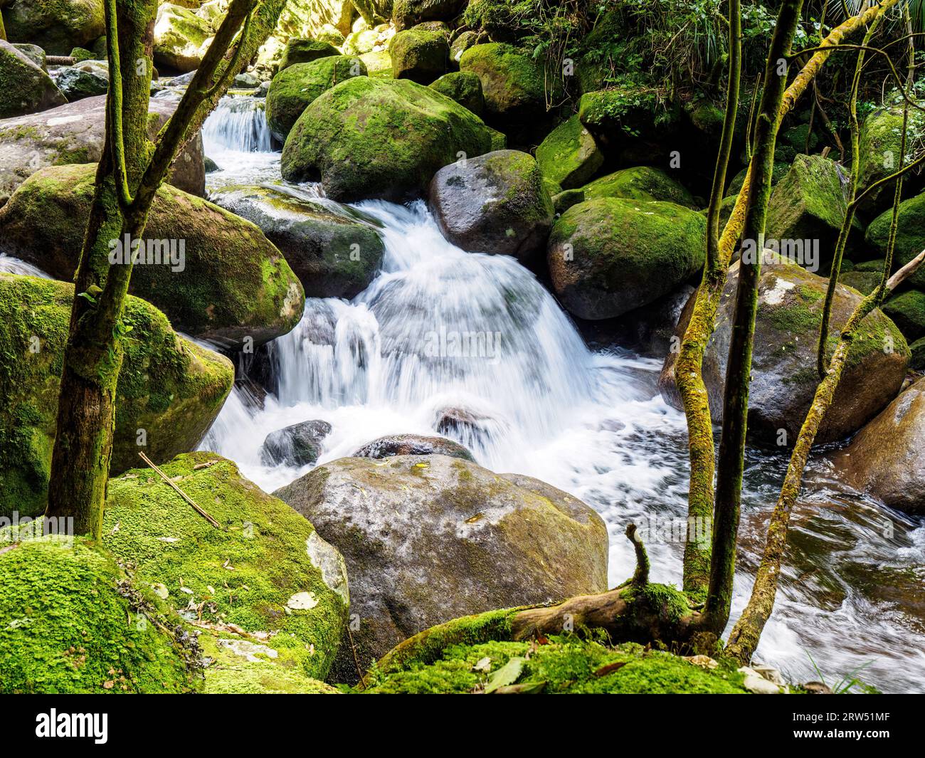 Waldgebirgsfluss, der über Felsbrocken und Felsen fließt. Wairere Falls Track, der höchste Wasserfall auf Nordinsel, Neuseeland. Kaimai Mamaku Park Stockfoto