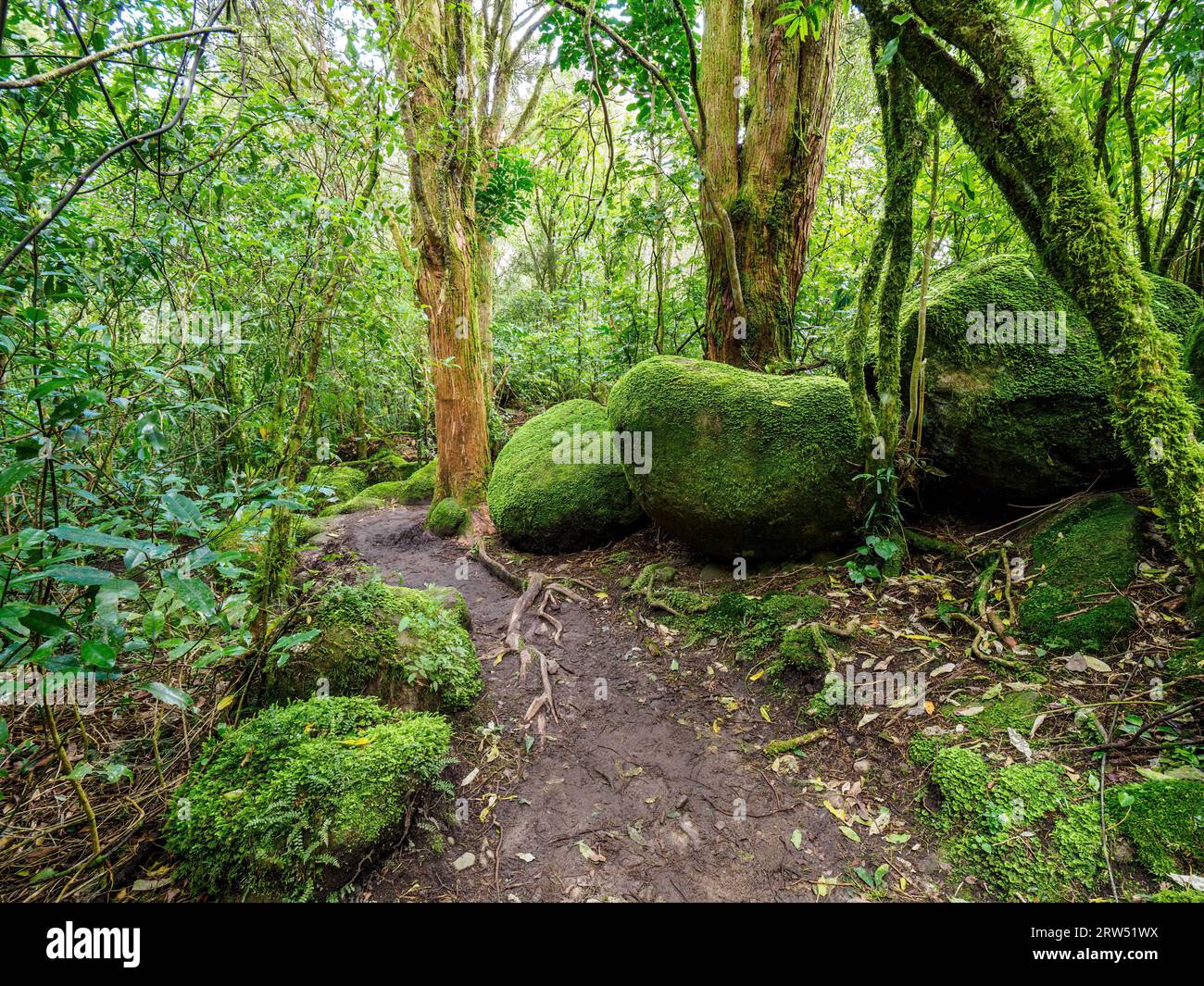 Waldwanderweg, der an großen Felsen vorbeiführt. Wairere Falls Track. Kaimai Mamaku Conservation Park Stockfoto