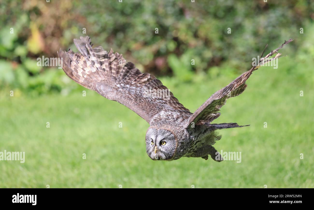 Great Grey Owl fliegt im Wald, Quebec, Kanada Stockfoto