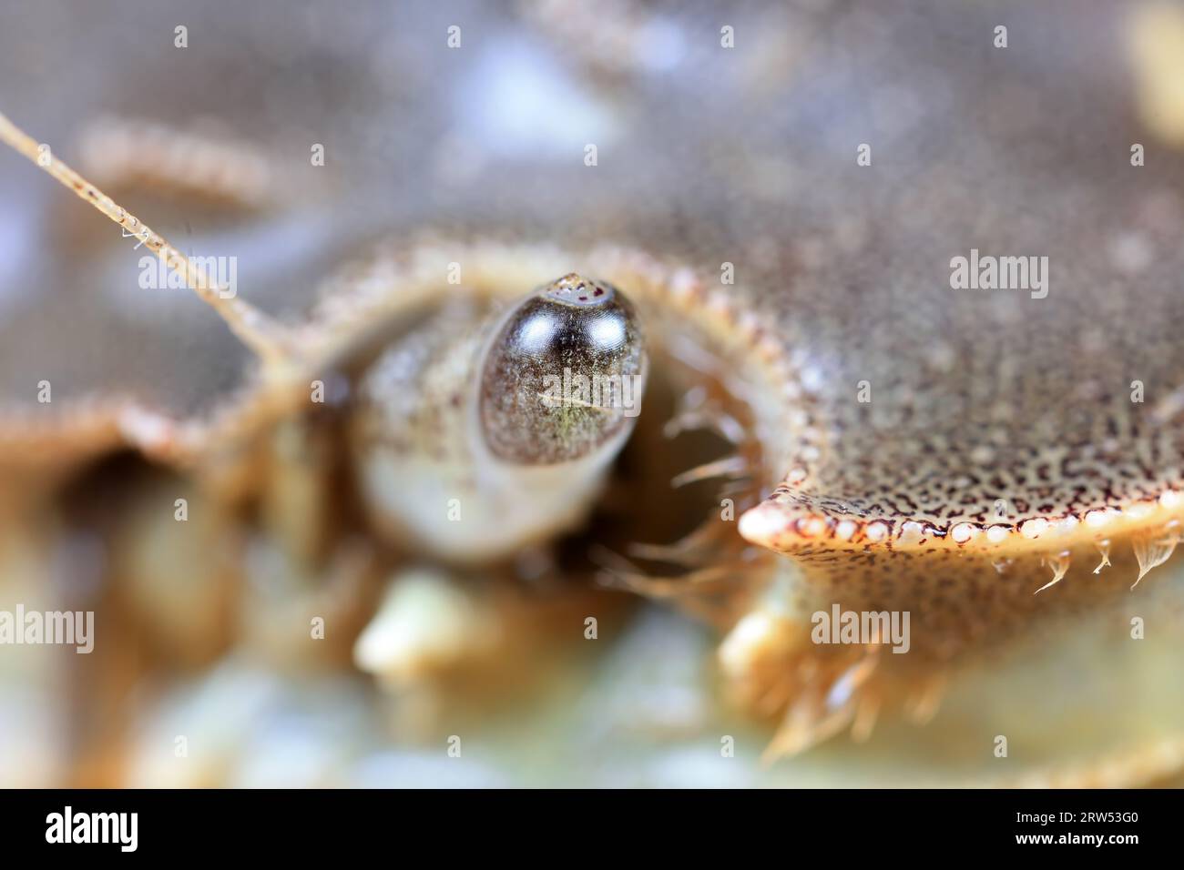 Zusammengesetzte Augen von Flusskrabben, Makrofotos Stockfoto
