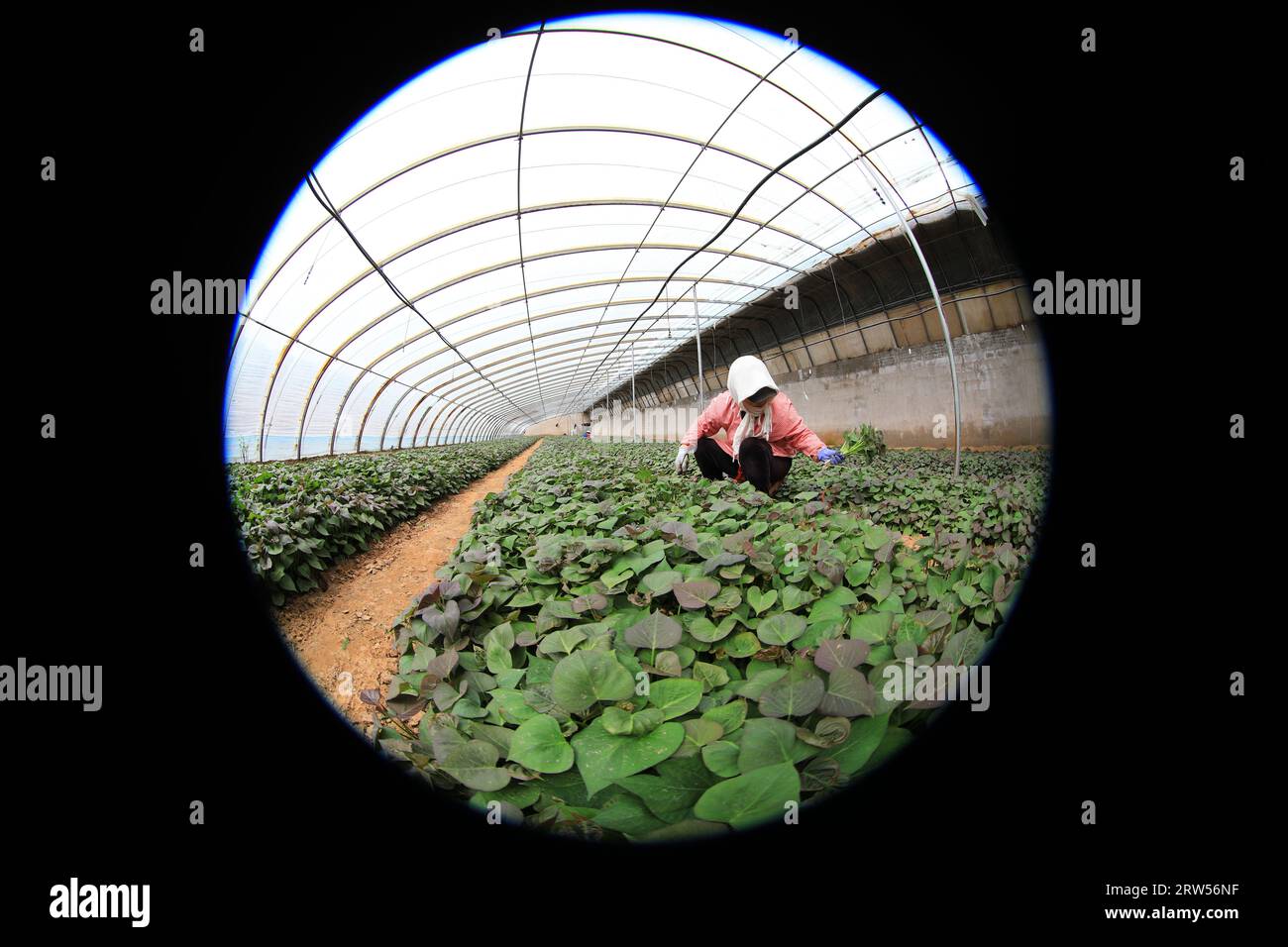 LUANNAN COUNTY, China - 29. März 2021: Bauern sammeln Süßkartoffelsämlinge in Gewächshäusern Stockfoto