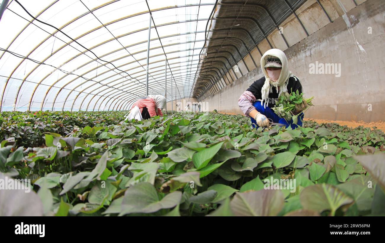 LUANNAN COUNTY, China - 29. März 2021: Bauern sammeln Süßkartoffelsämlinge in Gewächshäusern Stockfoto