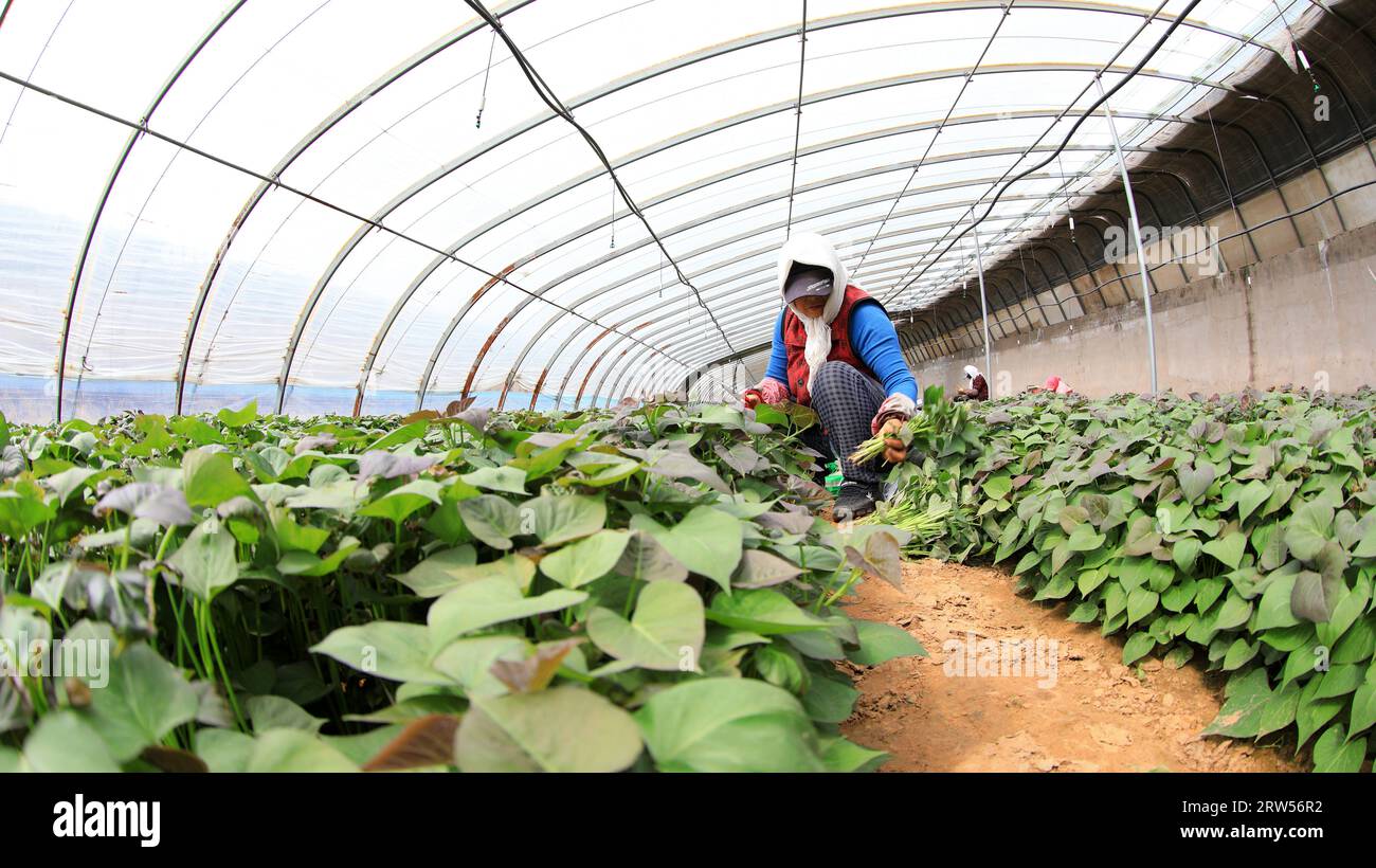 LUANNAN COUNTY, China - 29. März 2021: Bauern sammeln Süßkartoffelsämlinge in Gewächshäusern Stockfoto