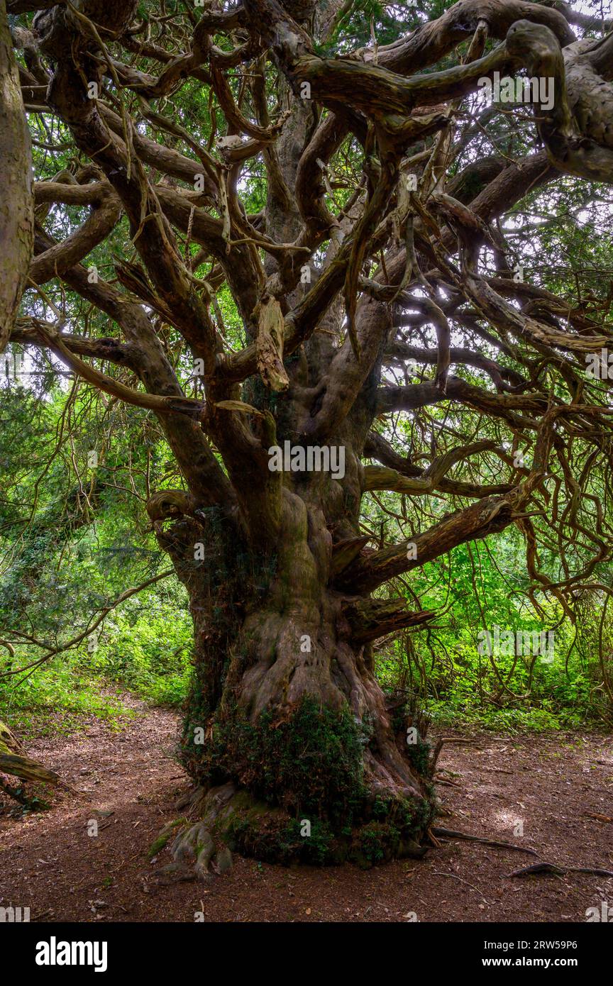 Eibenbaum im alten Kingley Vale Eibenwald mit Bäumen, die bis zu 1000 Jahre alt sind. West Sussex, England. Stockfoto