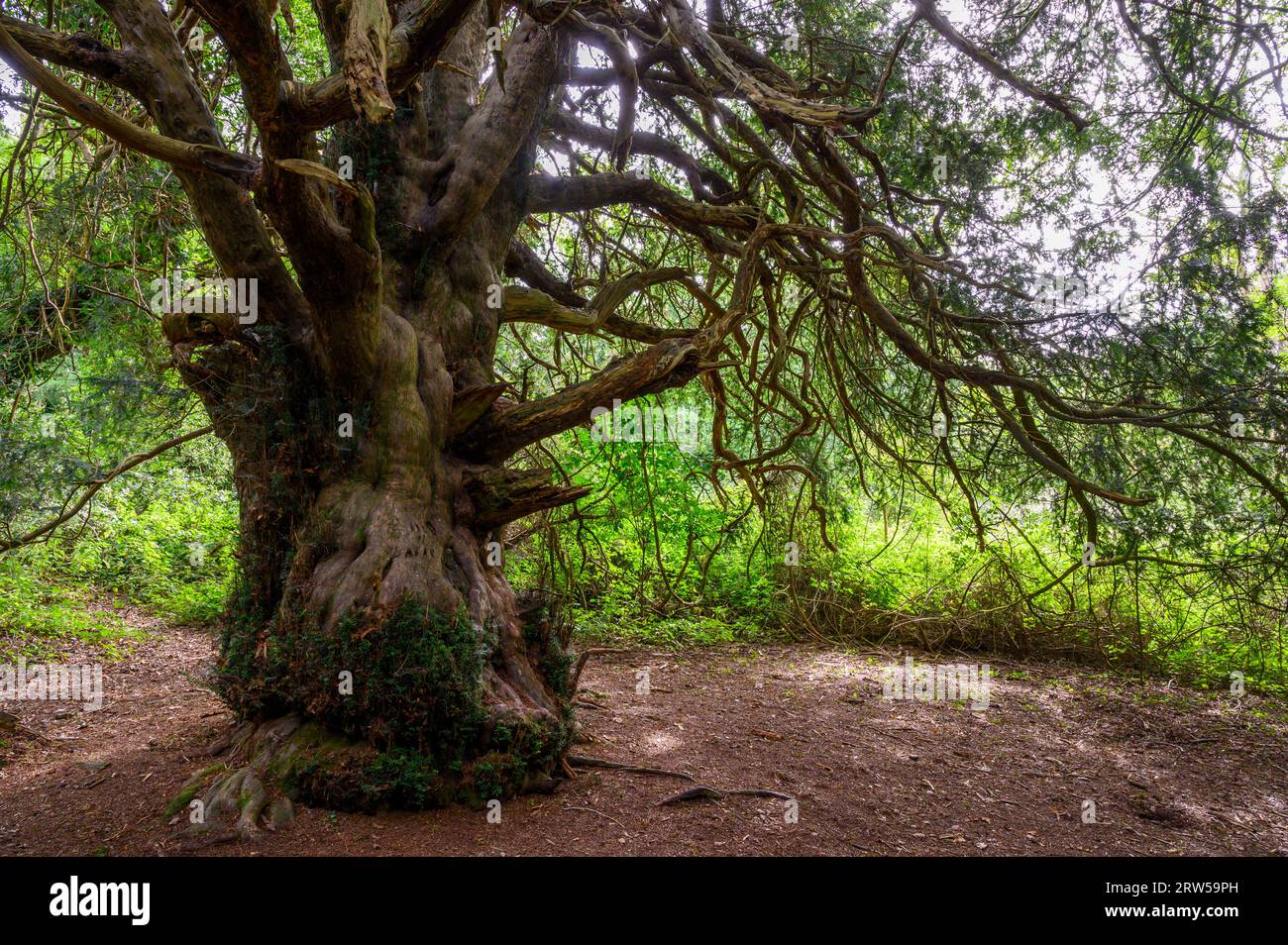 Eibenbaum im alten Kingley Vale Eibenwald mit Bäumen, die bis zu 1000 Jahre alt sind. West Sussex, England. Stockfoto