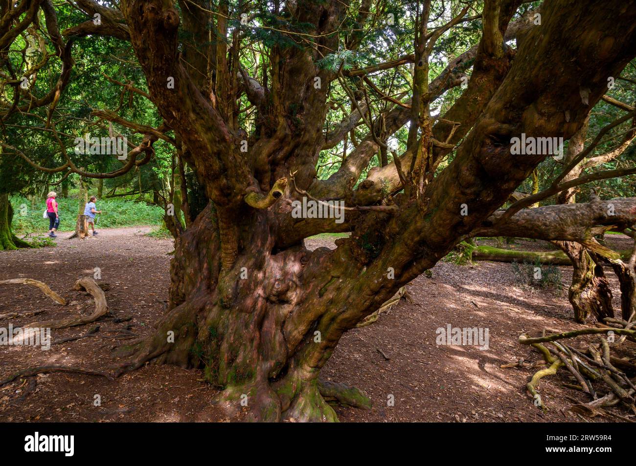 Besucher spazieren zwischen Eibenbäumen im alten Kingley Vale Eibenwald mit Bäumen, die bis zu 1000 Jahre alt sind. West Sussex, England. Stockfoto