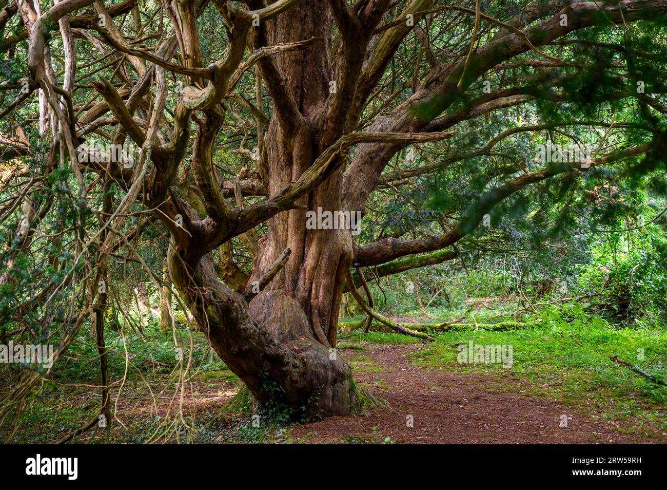 Eibenbaum im alten Kingley Vale Eibenwald mit Bäumen, die bis zu 1000 Jahre alt sind. West Sussex, England. Stockfoto