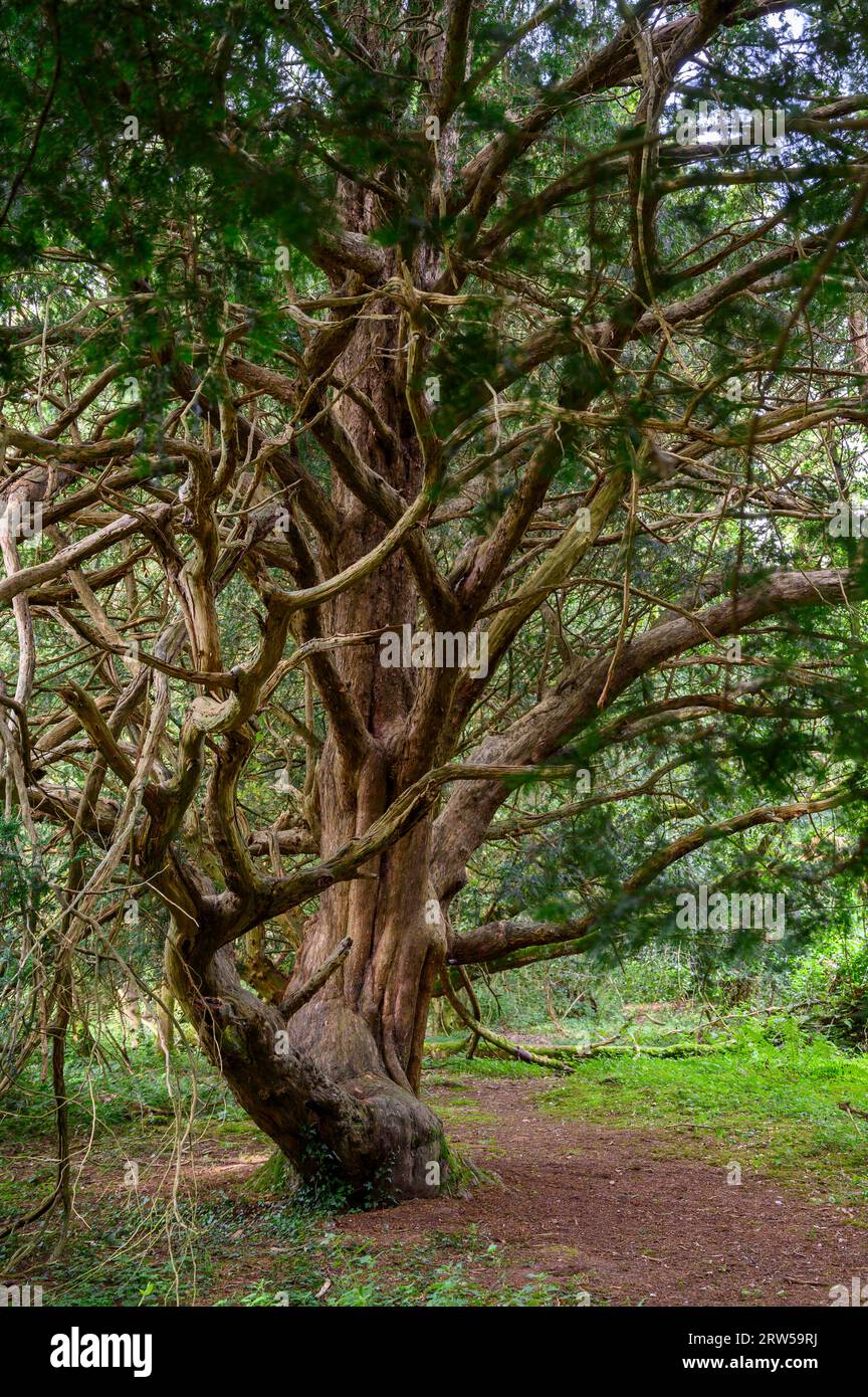 Eibenbaum im alten Kingley Vale Eibenwald mit Bäumen, die bis zu 1000 Jahre alt sind. West Sussex, England. Stockfoto