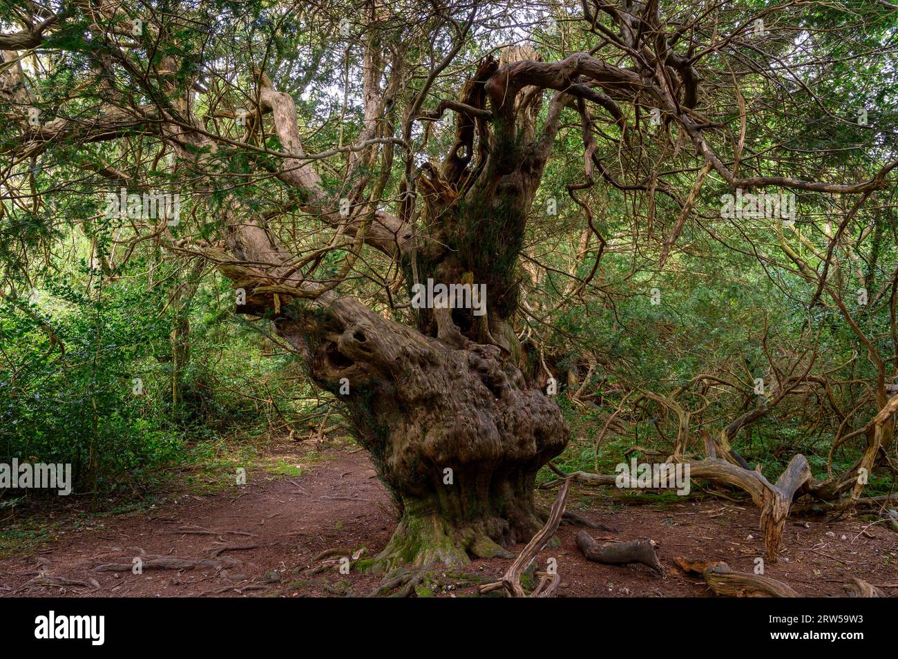 Eibenbaum im alten Kingley Vale Eibenwald mit Bäumen, die bis zu 1000 Jahre alt sind. West Sussex, England. Stockfoto