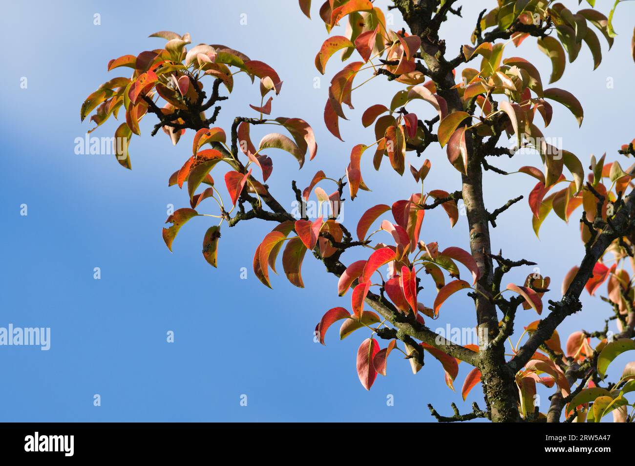 Der Herbst kommt. Bunte Blätter auf dem Birnenzweig isoliert auf blauem Himmel Hintergrund. Sonniger Tag. Spätsommer-Stimmungsfoto. Stockfoto