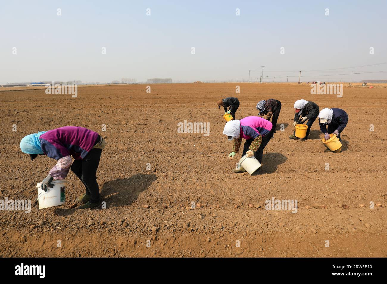 Landwirte fahren Landmaschinen, während sie Taro auf einem Bauernhof anpflanzen Stockfoto