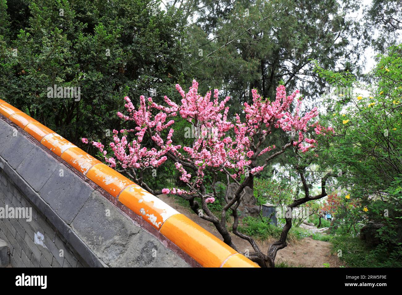 Im Park Peking werden wunderschöne Pflanzen und alte Traditionen gebaut Stockfoto