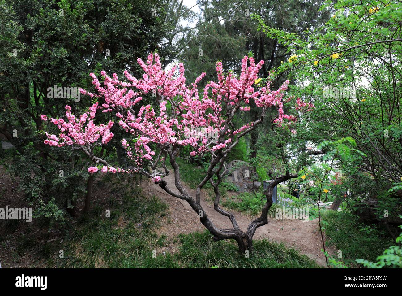 Im Park Peking werden wunderschöne Pflanzen und alte Traditionen gebaut Stockfoto