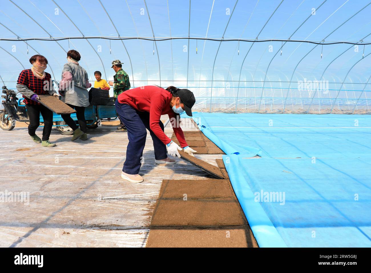 LUANNAN COUNTY, China - 14. April 2021: Bauern Pflanzen Reis in Sämlingschalen. Stockfoto