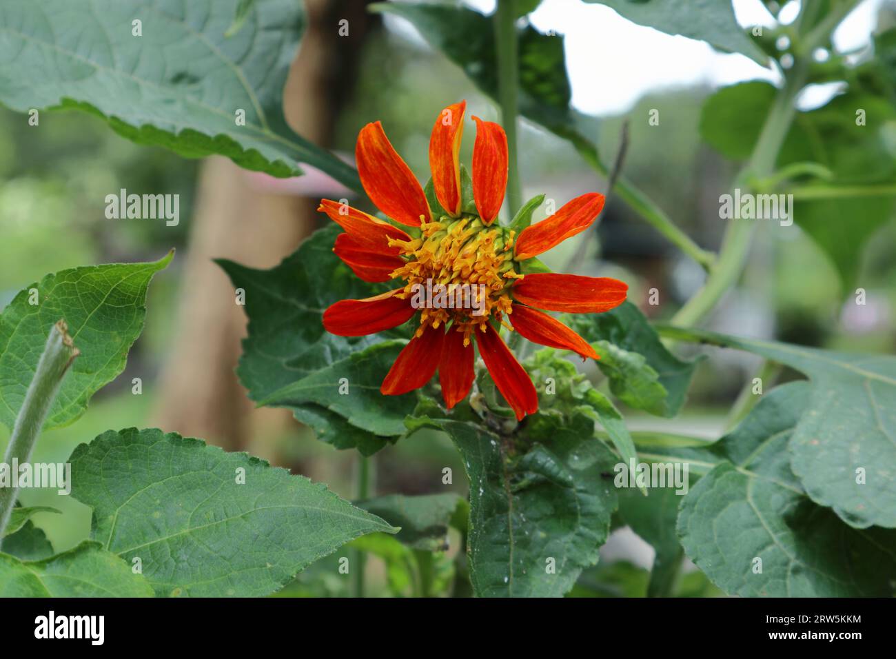 Blick auf eine Sonnenblume, die rötlich orange ist, blüht im Garten Stockfoto