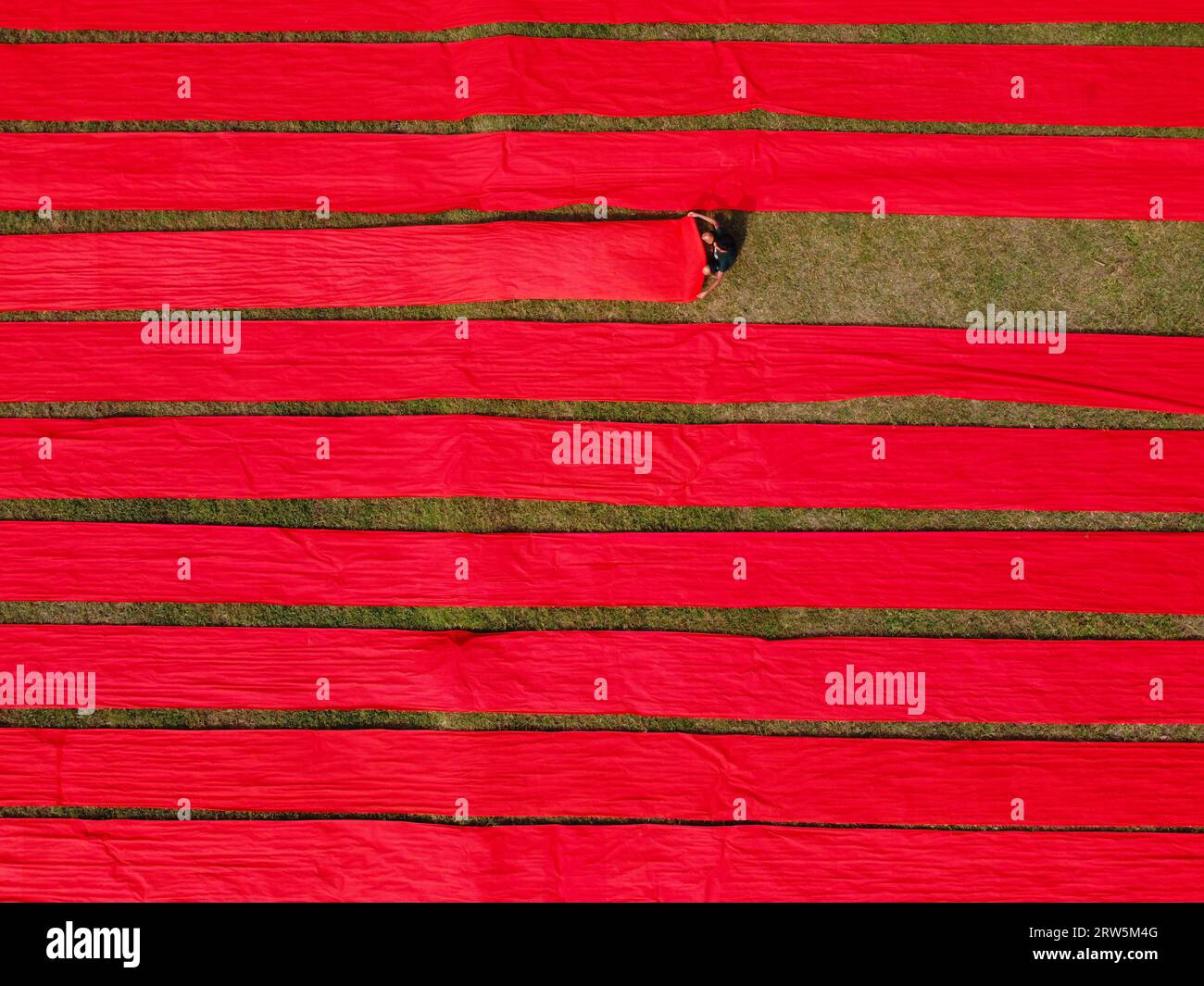 Narsingdi, Bangladesch. September 2023. Hunderte Meter leuchtend roter Stoffe sind in ordentlichen Reihen auf einem Feld in Narsingdi, Bangladesch, angeordnet. Die langen roten Tücher, die bei den Einheimischen als „Lal Shalu“ bezeichnet werden, trocknen unter der heißen Sonne, nachdem sie mit leuchtend roter Farbe gefärbt wurden. Die Verwendung von Sonnenlicht zum Trocknen der Stoffe senkt die Produktionskosten, da sie billiger und nachhaltiger ist. Die umweltfreundliche Trocknungsmethode erstreckt sich über eine Fläche von 5 Fußballfeldern und dauert bis zu 6 Stunden, nachdem sie von den Arbeitern bei Sonnenaufgang platziert wurde. Joy Saha/Alamy Live News Stockfoto