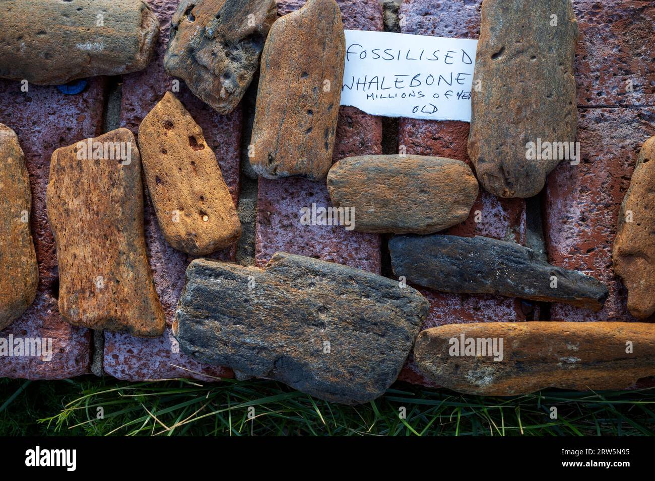 Fossilised Wal ebones Bawdsey Ferry Suffolk UK Stockfoto