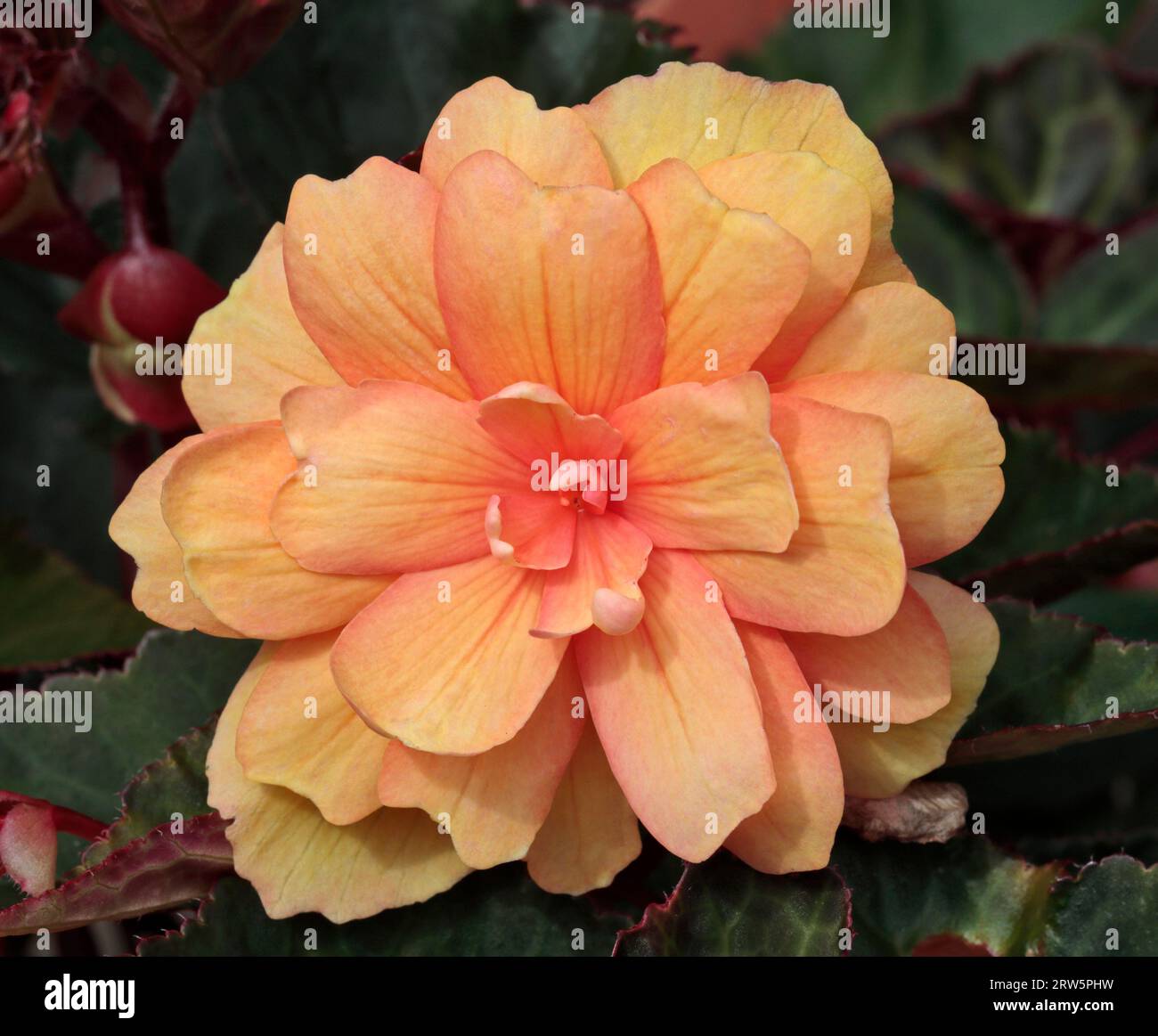 Begonia Non-Stop Apricot Shades Stockfoto