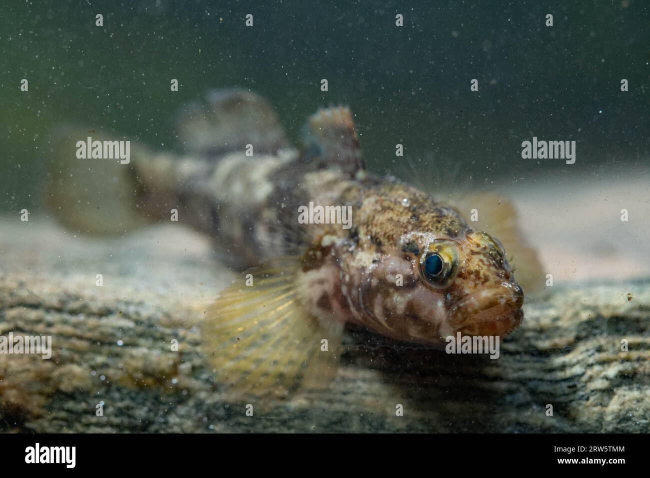Rock Goby Erwachsener auf einem Felsen Stockfoto