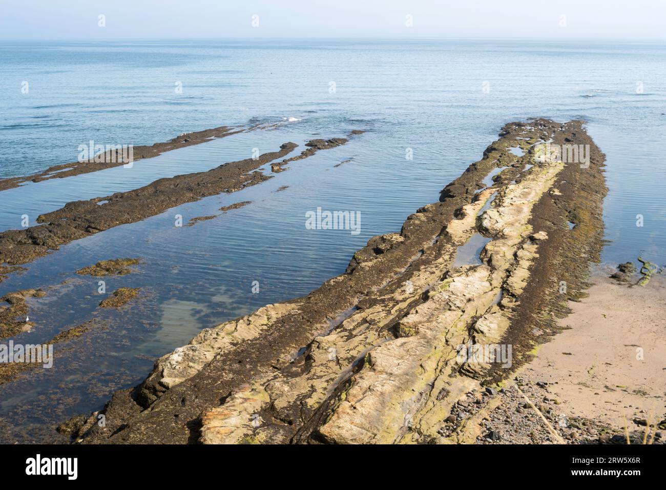 Geologische Aufschlüsse an der Küste von St Andrews, Fife, Schottland, Vereinigtes Königreich Stockfoto