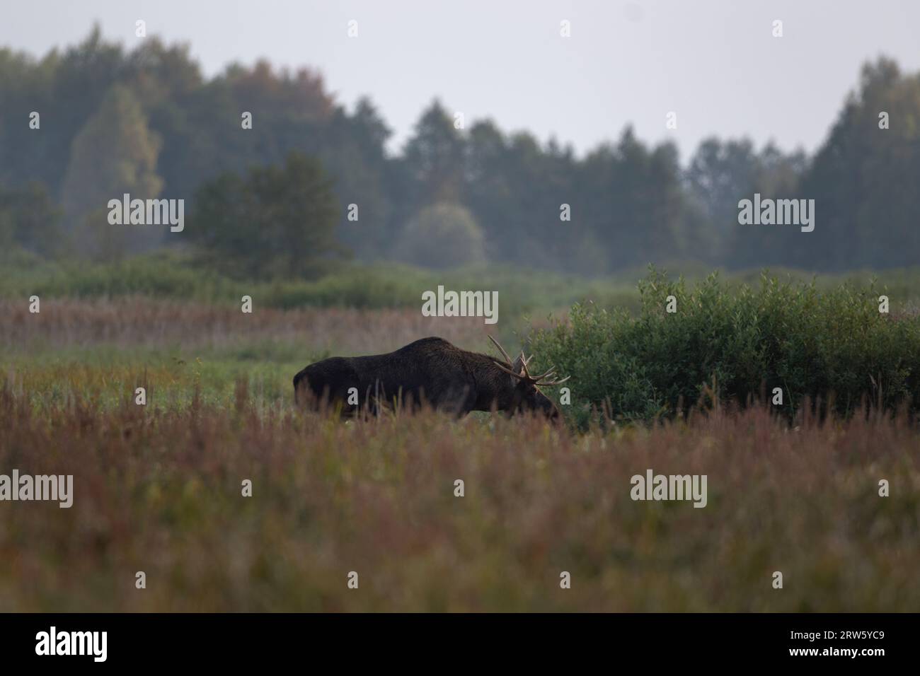 Europäischer Elch während der Furche im Biebrzanski Park. Elchmännchen laufen auf der Wiese. Elche in der Herbstsaison. Großer Hirsch mit flachen Geweihen. Stockfoto