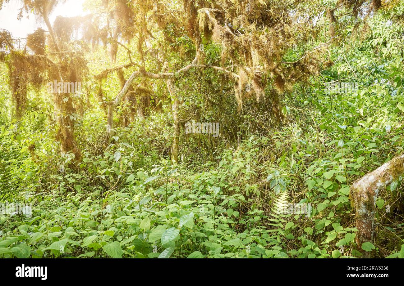 Dichte Vegetation im Dschungel, Galapagos-Inseln, Ecuador. Stockfoto