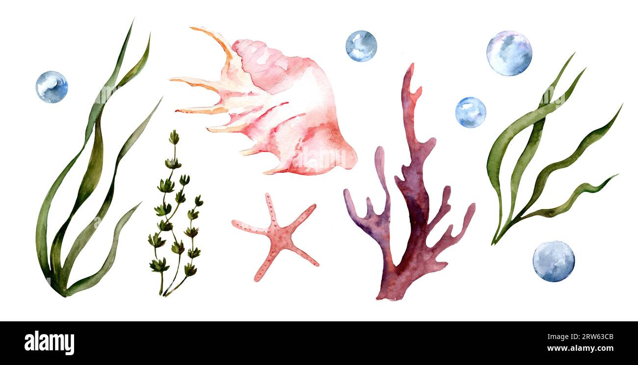 Set von nautischen Illustrationen isoliert auf weißem Hintergrund. Muscheln, Korallen, Algen. Ozean. Unterwasserwelt, Muscheln Stockfoto
