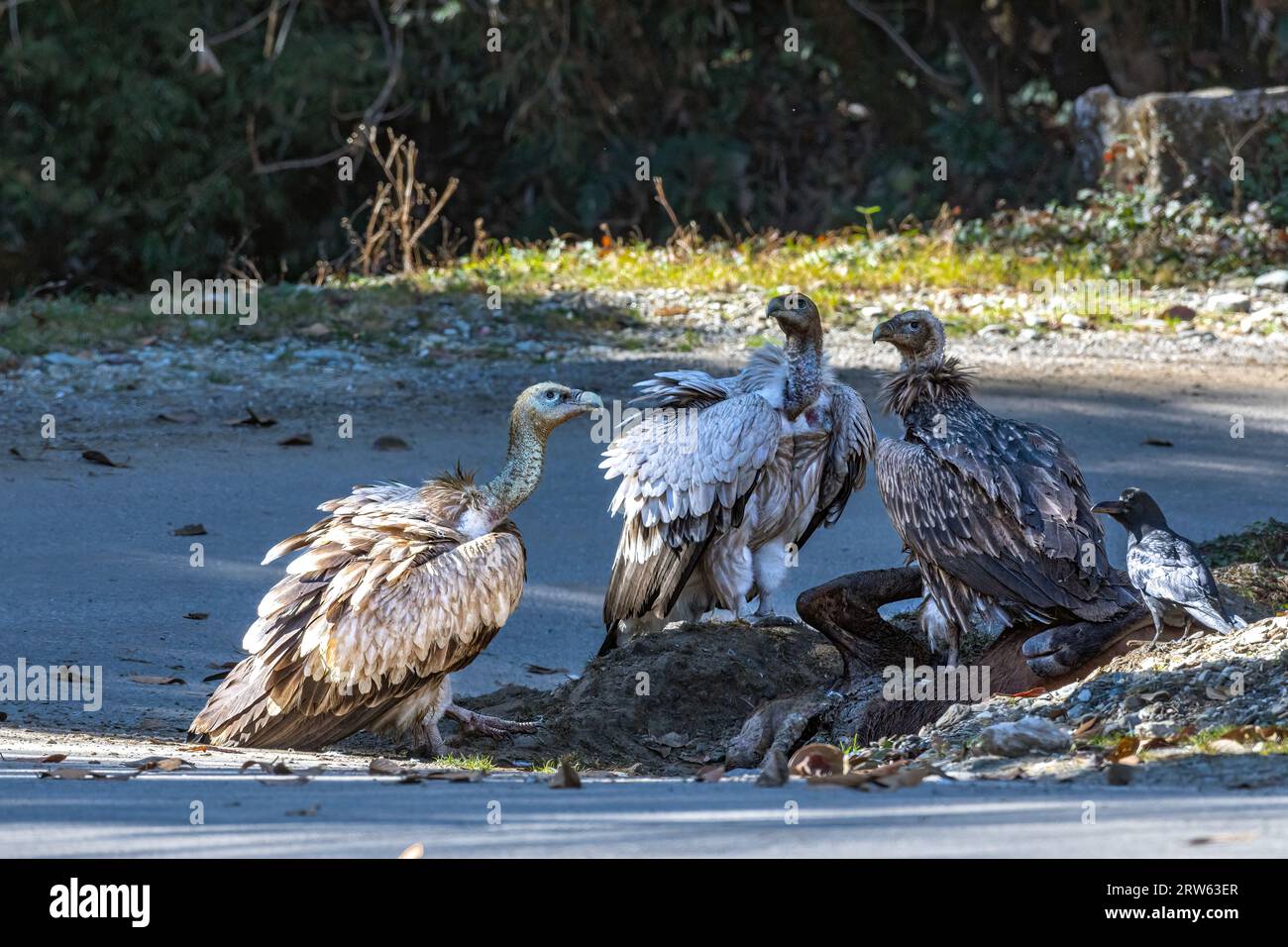 Der Himalaya-Greiffeier greift auf einem Schlachtkörper eines Rindes auf, das auf der Chopta-Mandal Road, Uttarakhand, Indien, von einem Fahrzeug getroffen zu werden scheint Stockfoto
