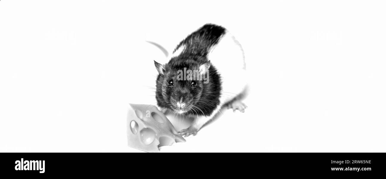 Maus versucht, ein Stück Käse zu bewegen. Käse und Maus. Maus mit einer Scheibe schweizer Käse. Schwarz-weiß Stockfoto