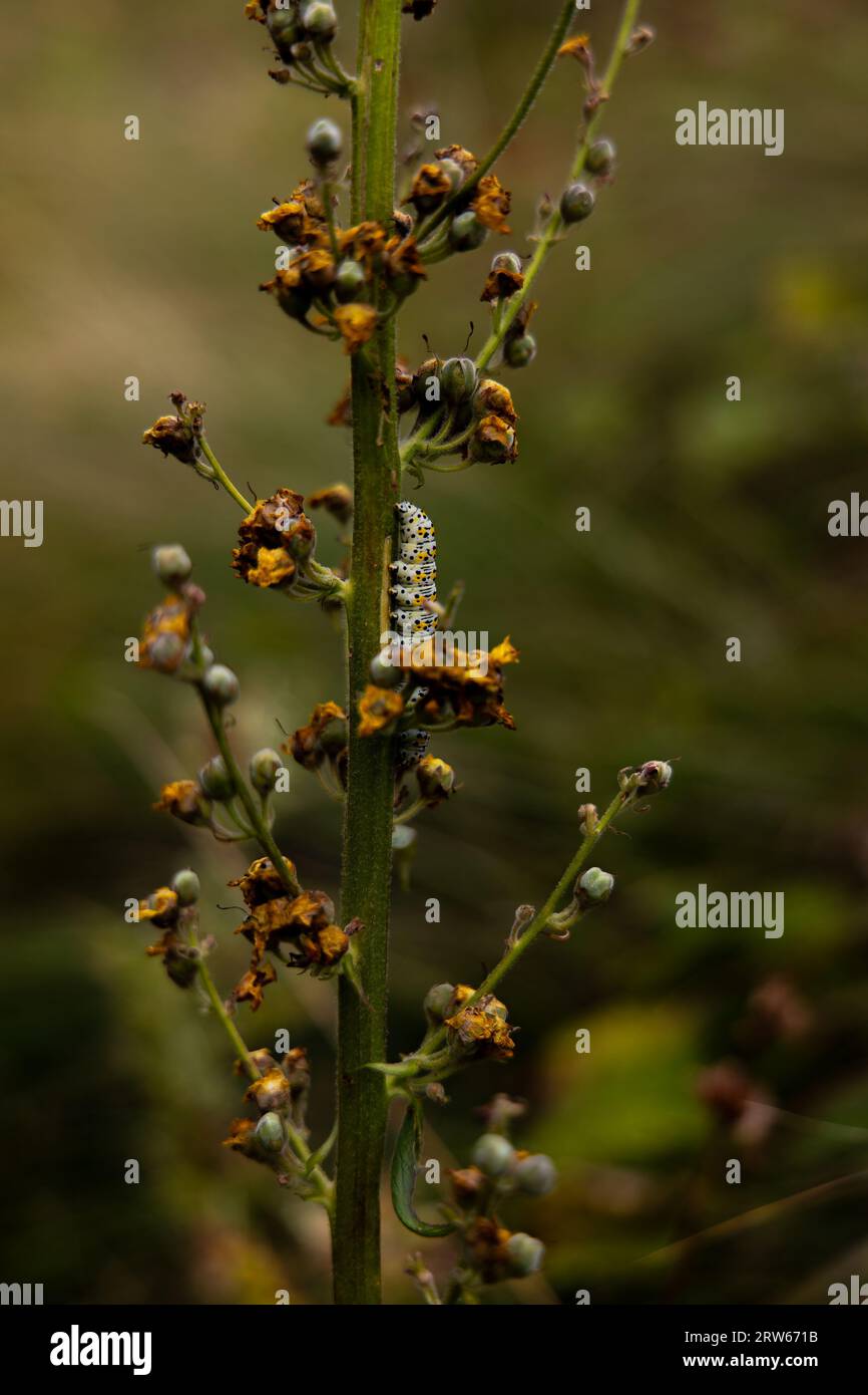 Eine leuchtend grüne Pflanze mit Blättern, die viele zarte gelbe Blüten sprießen Stockfoto