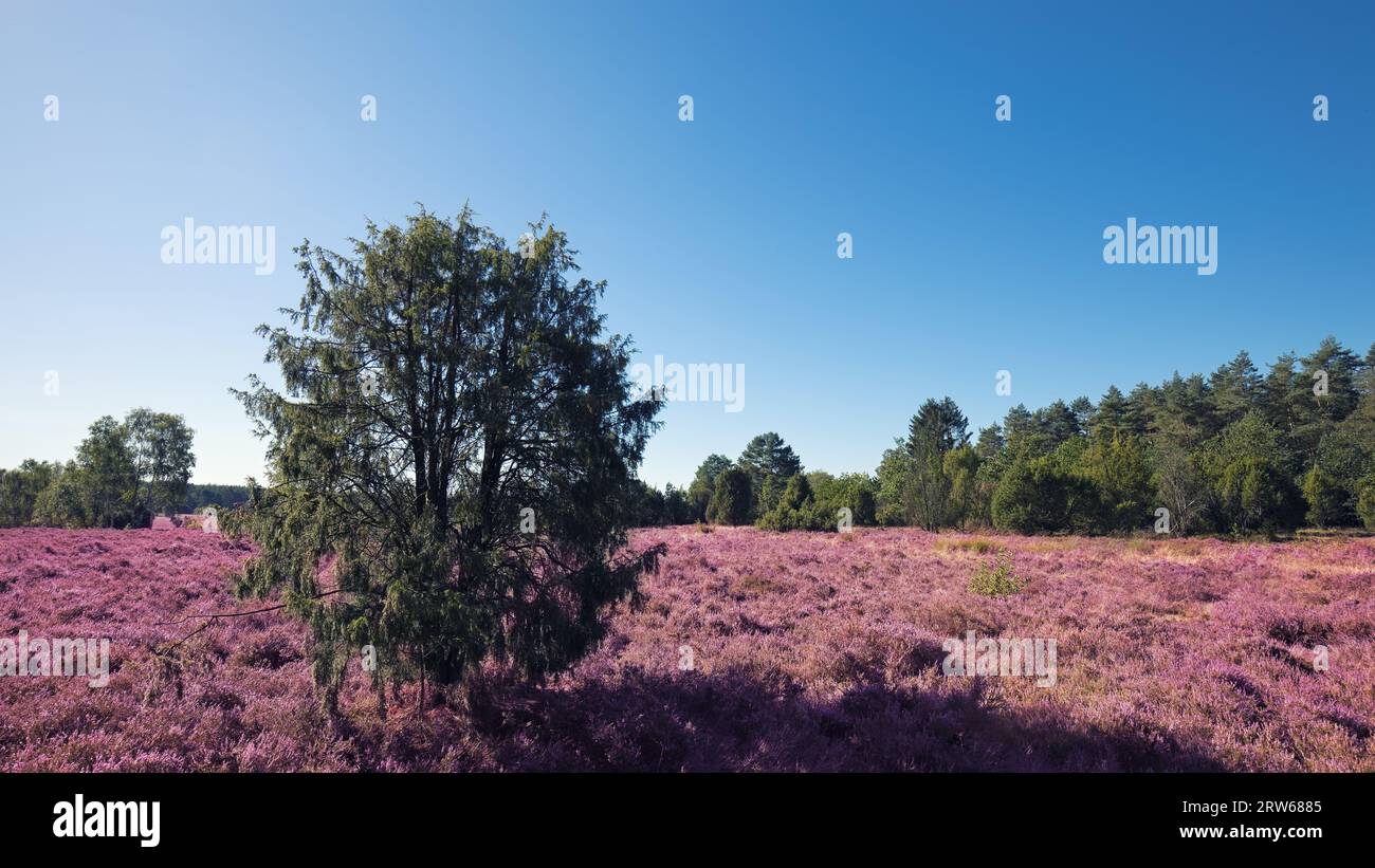 Rosafarbene Heidelandschaft mit blauem Himmel Stockfoto