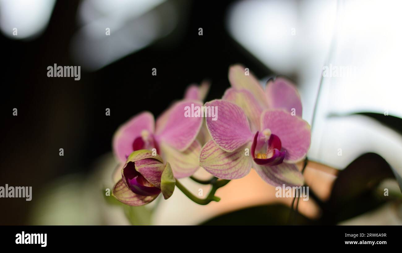 Orchidee blüht im Garten Stockfoto