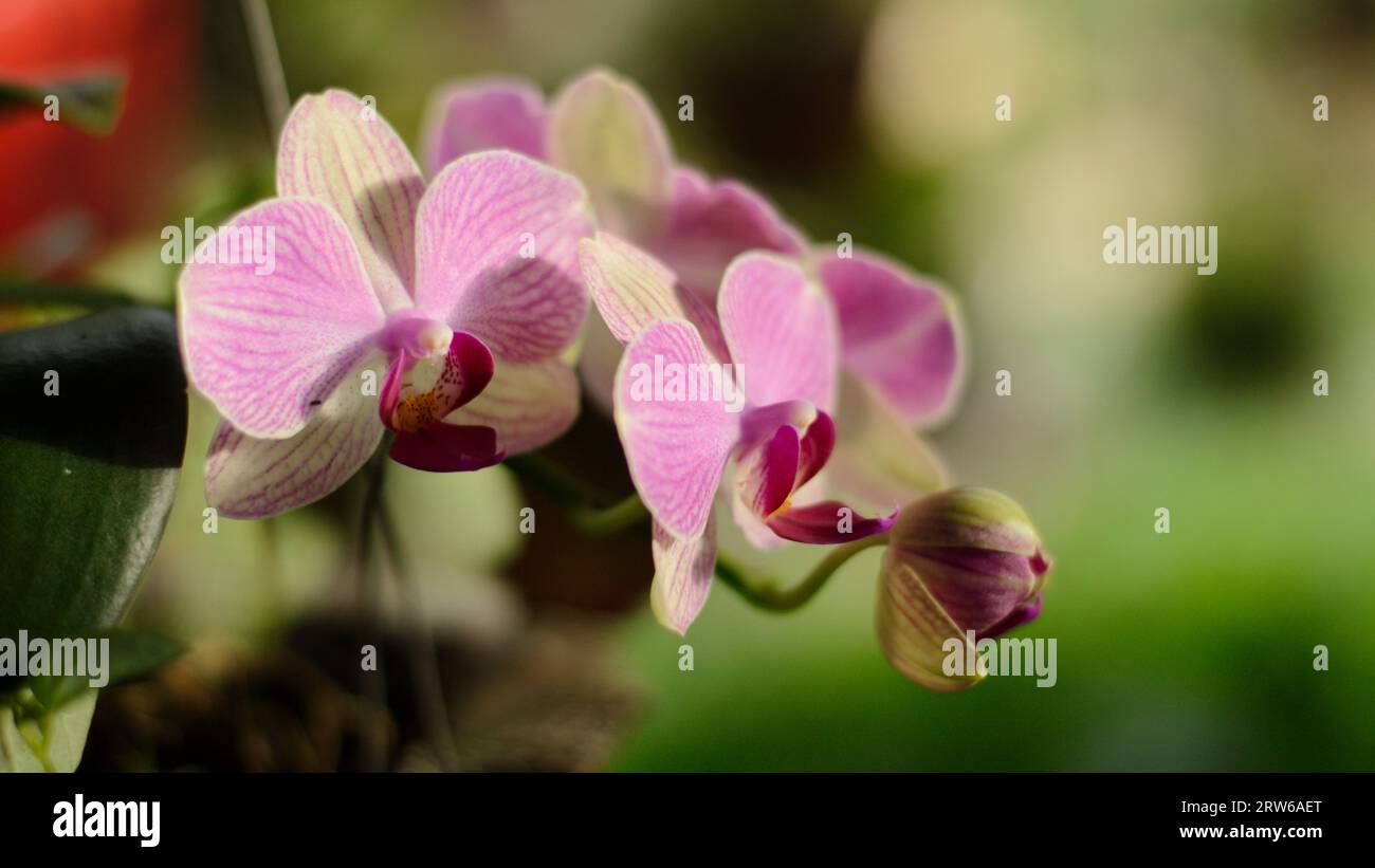 Orchidee blüht im Garten Stockfoto