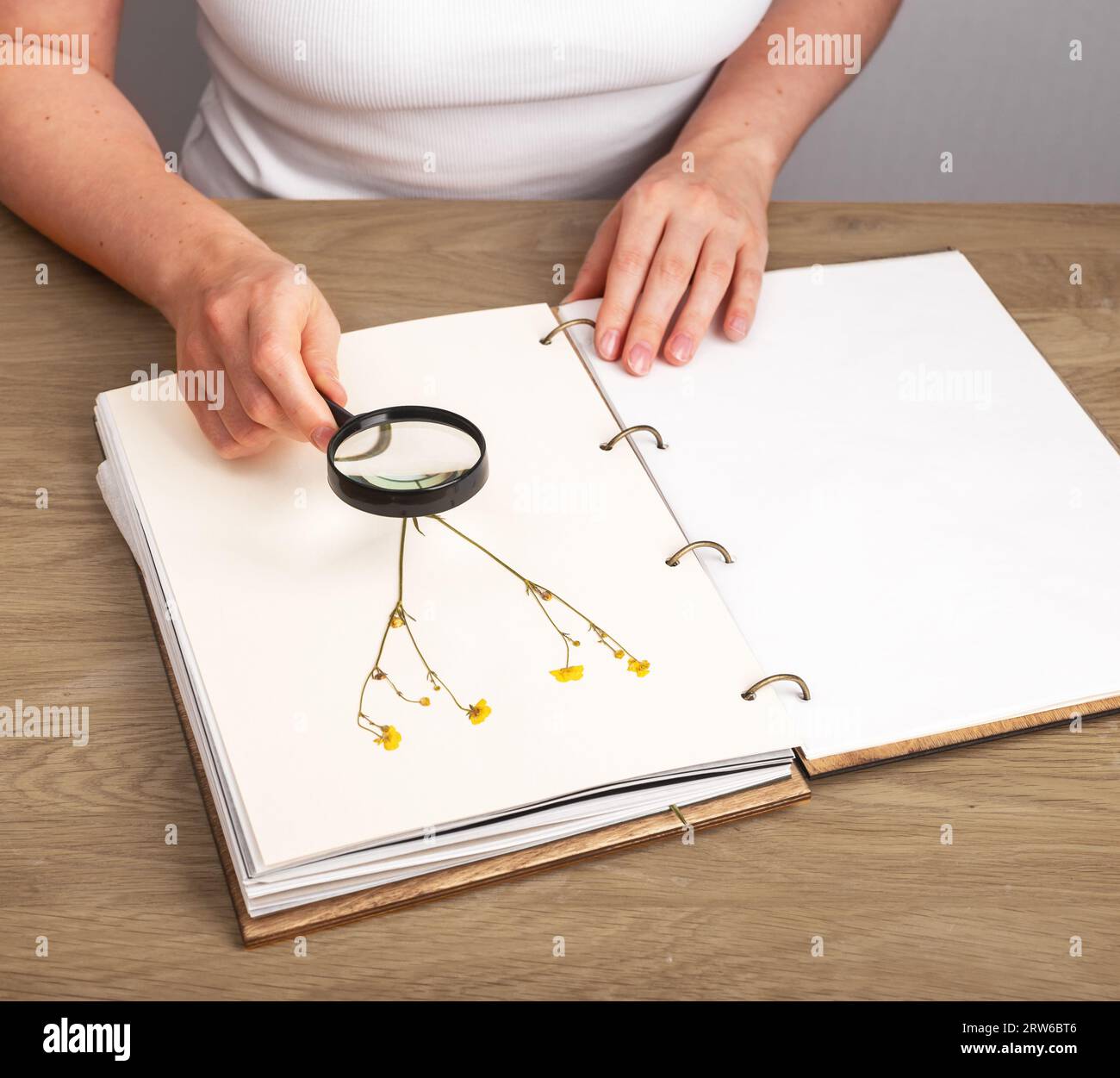 Herbarienbuch, Kräuter studieren, getrocknete Blumenpflanzen auf Papierseite des botanischen Albums Stockfoto