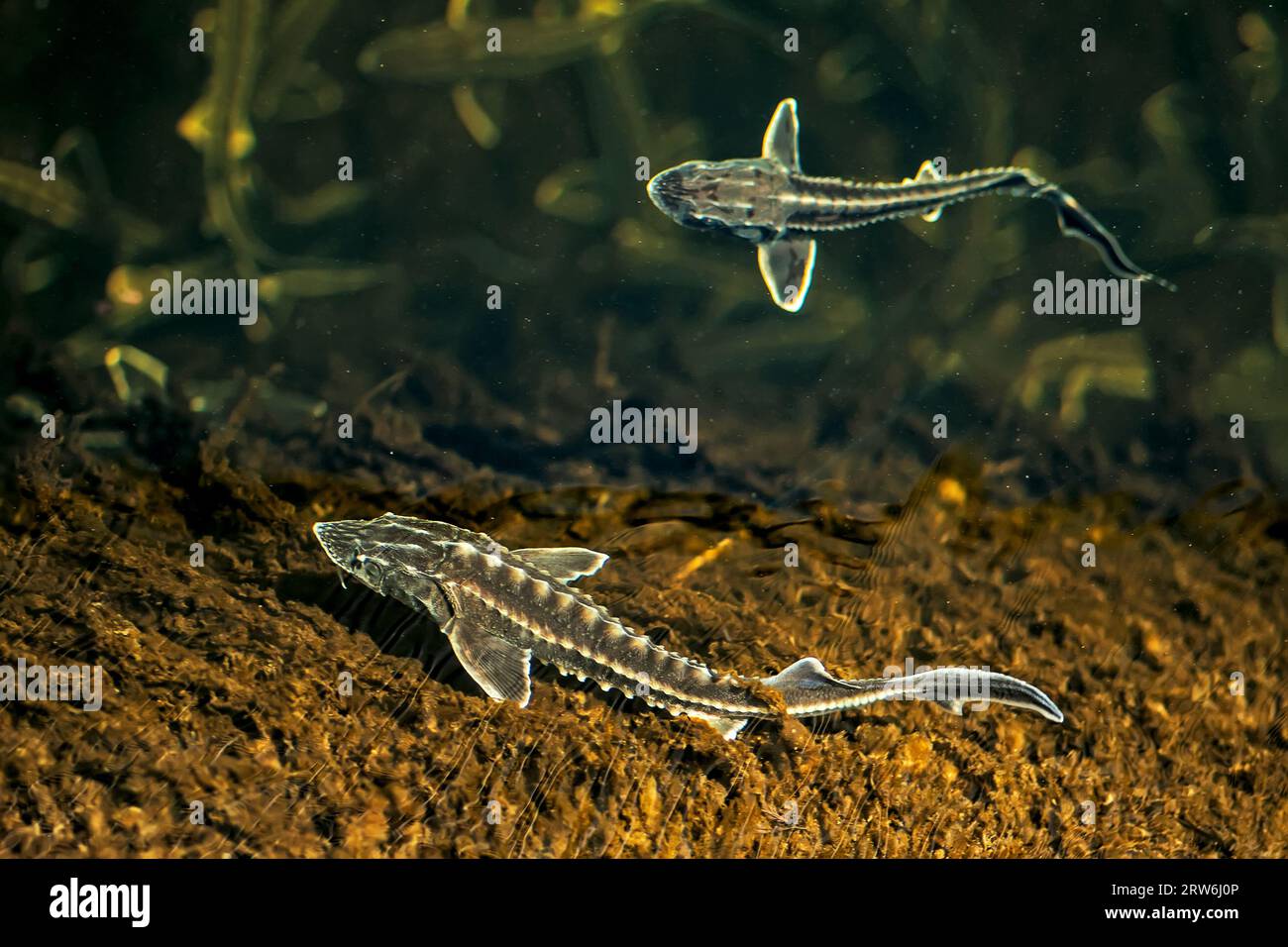 Zwei junge russische Störe in der Wolga Wildtiere. Stockfoto