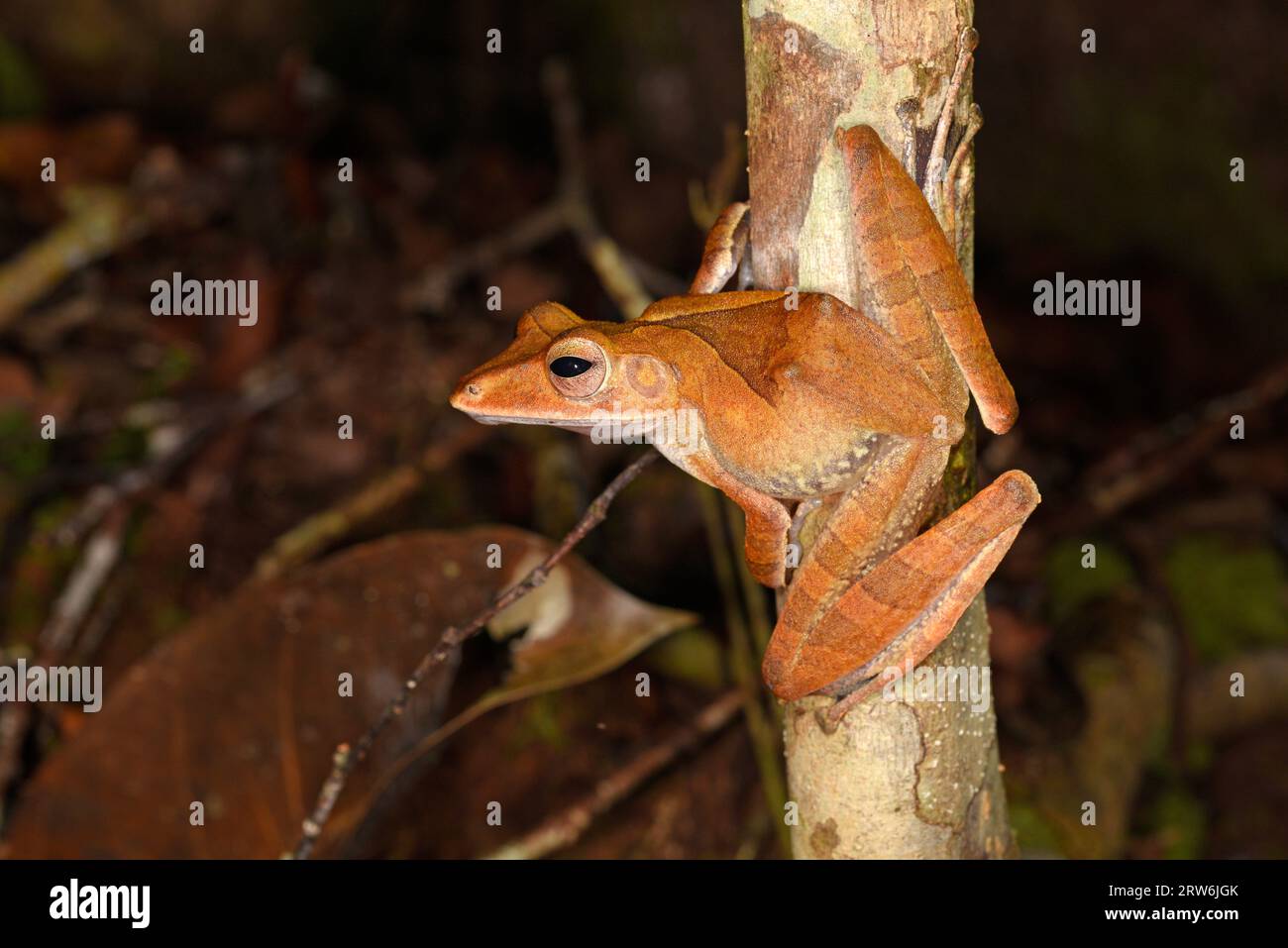 Collett’s Tree Frog (Polypedates colletti), der nachts auf einem kleinen Zweig thront, Sabah, Borneo, Malaysia Stockfoto